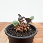 Othonna armiana【オトンナ・アルミアナ・実生】