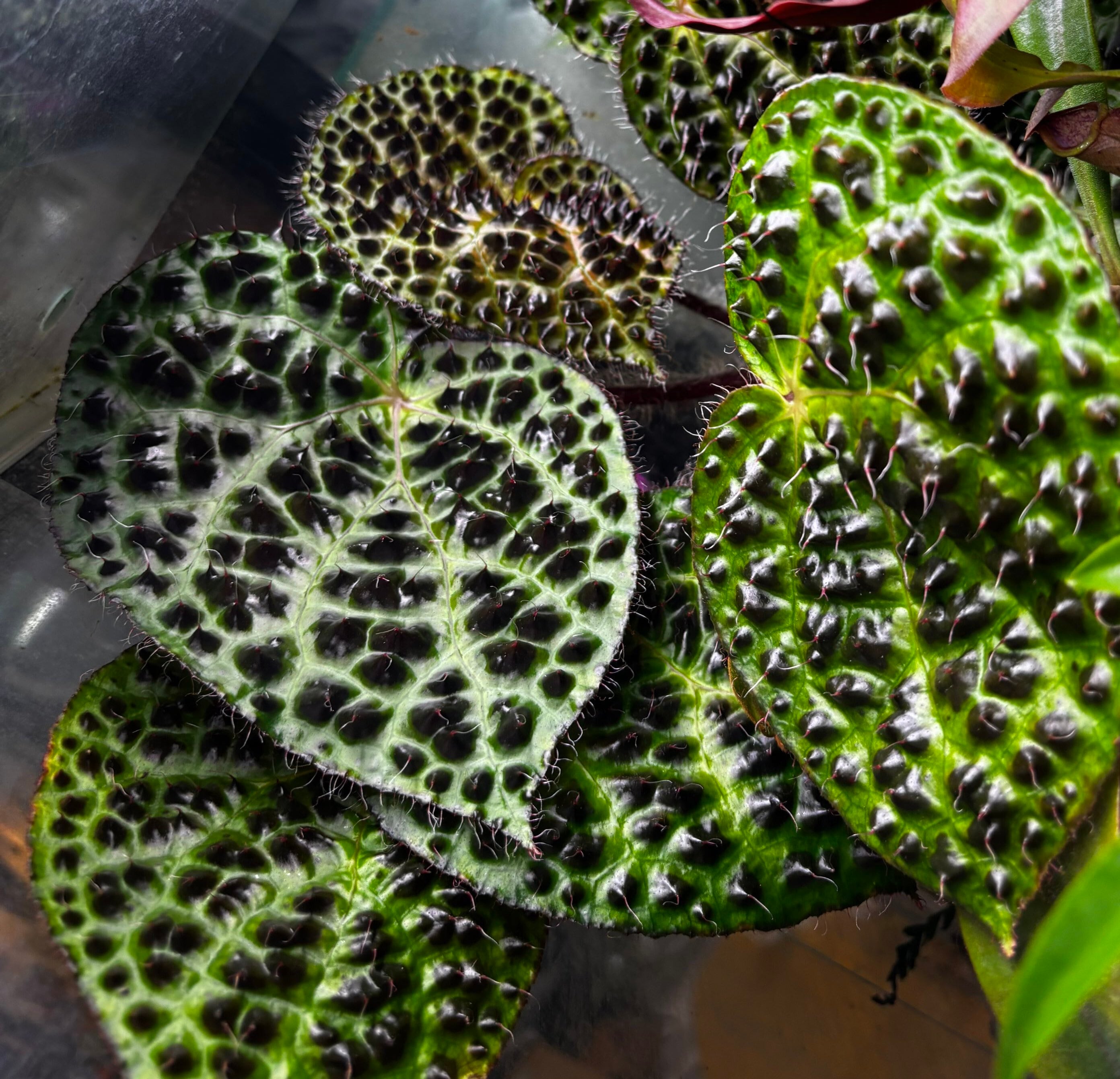 Begonia melanobullata Vietnam 原種ベゴニア メラノブラータ | 熱帯