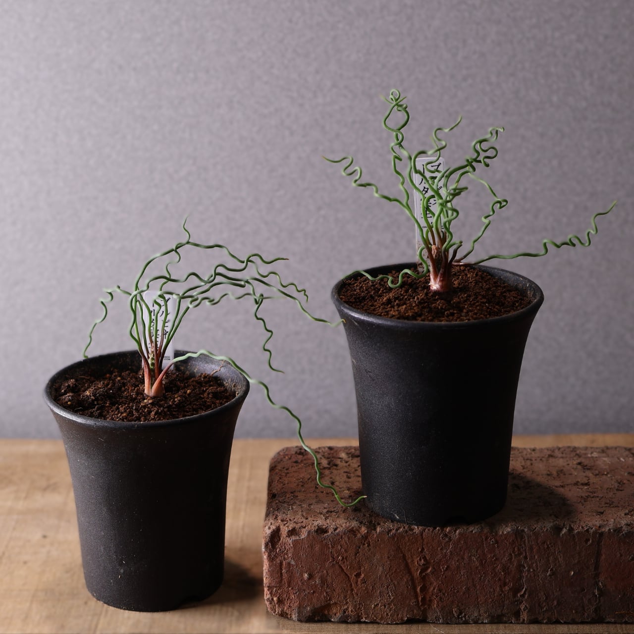/様 塊根植物他 実生苗 1/3 553『ブルビネ トルタ 実生』観葉植物【送料無料】 | MARX PLANTS