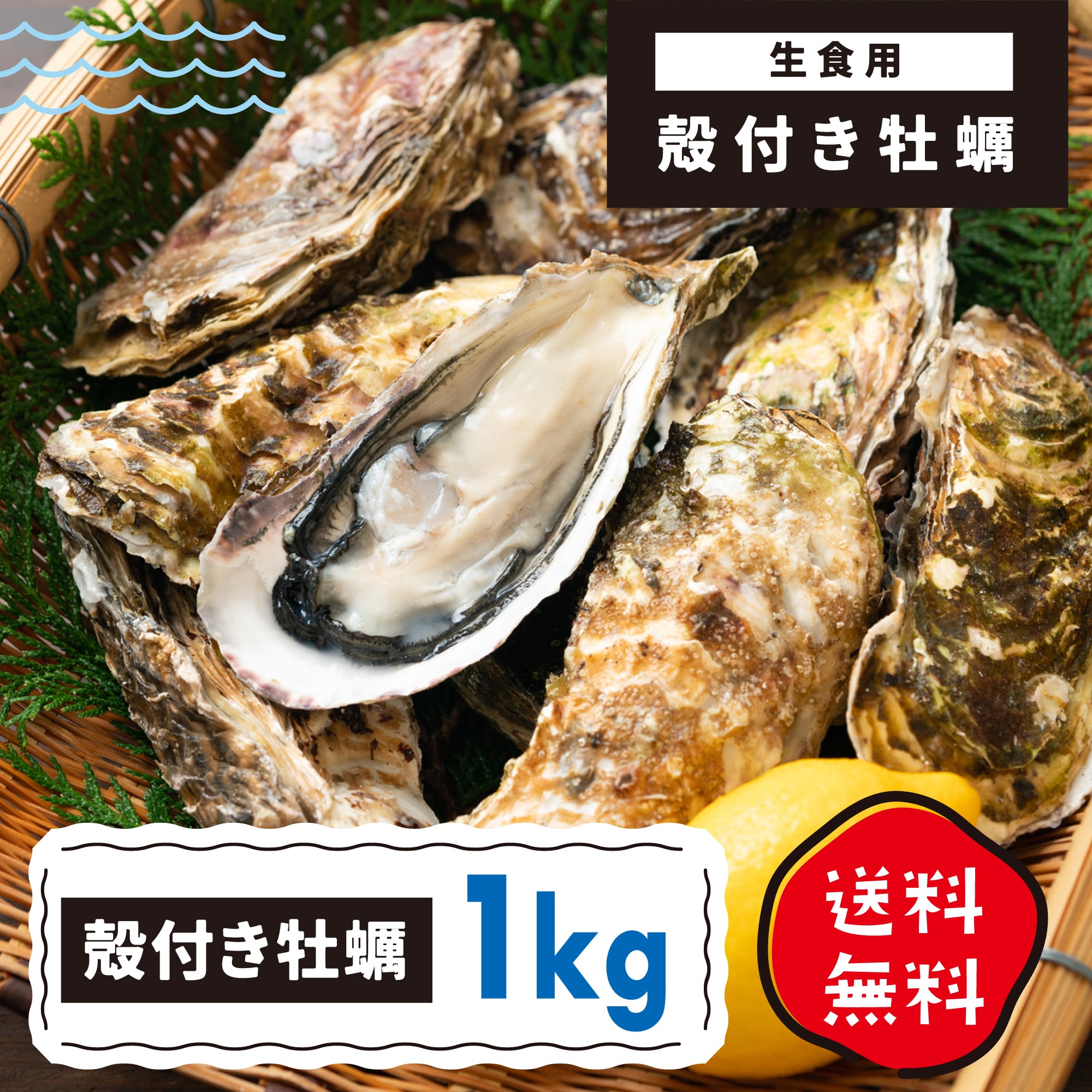 送料込！殻付き牡蠣1kg生食用　松下水産