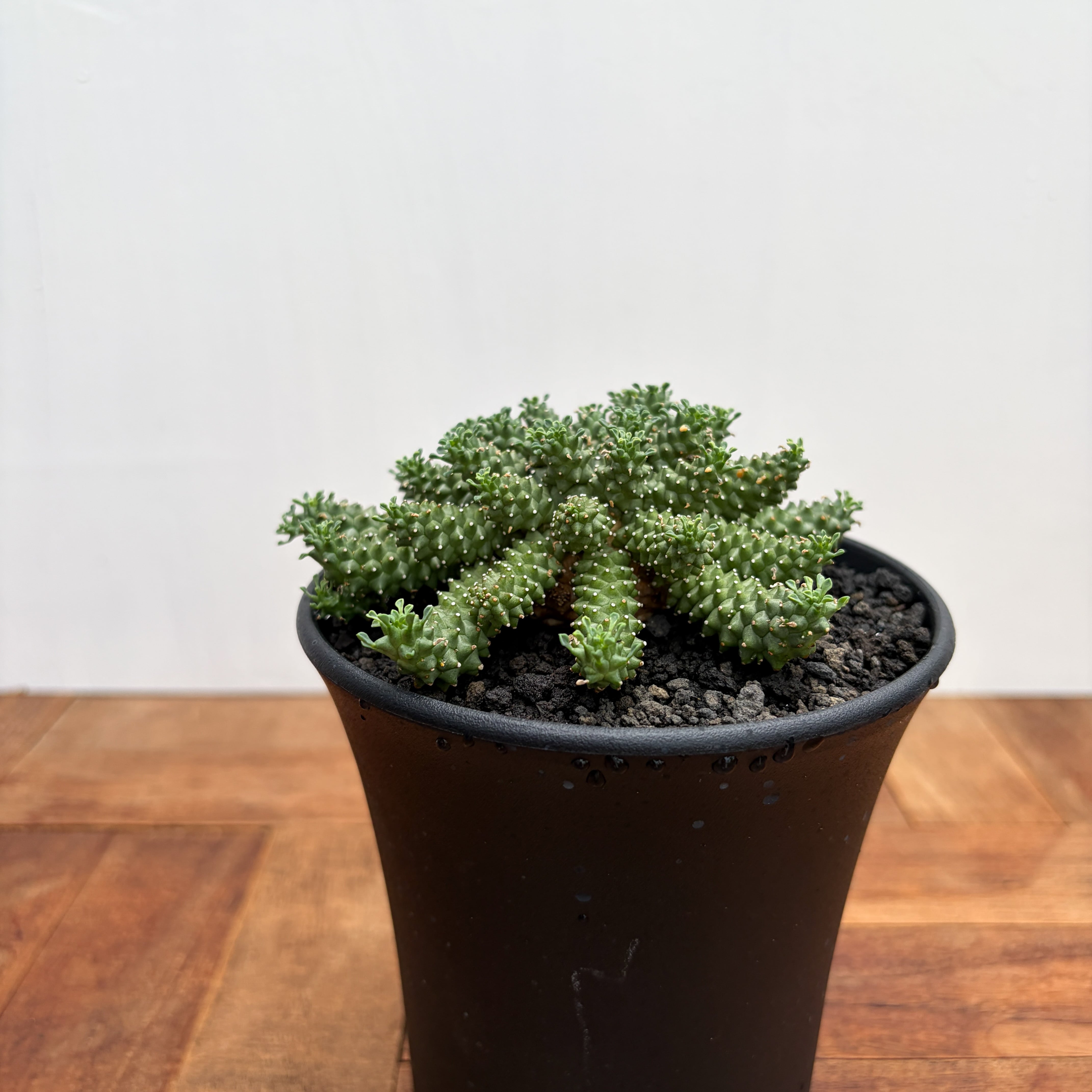 Euphorbia atroviridis【ユーフォルビア・アトロビリディス】 | RIMO'S