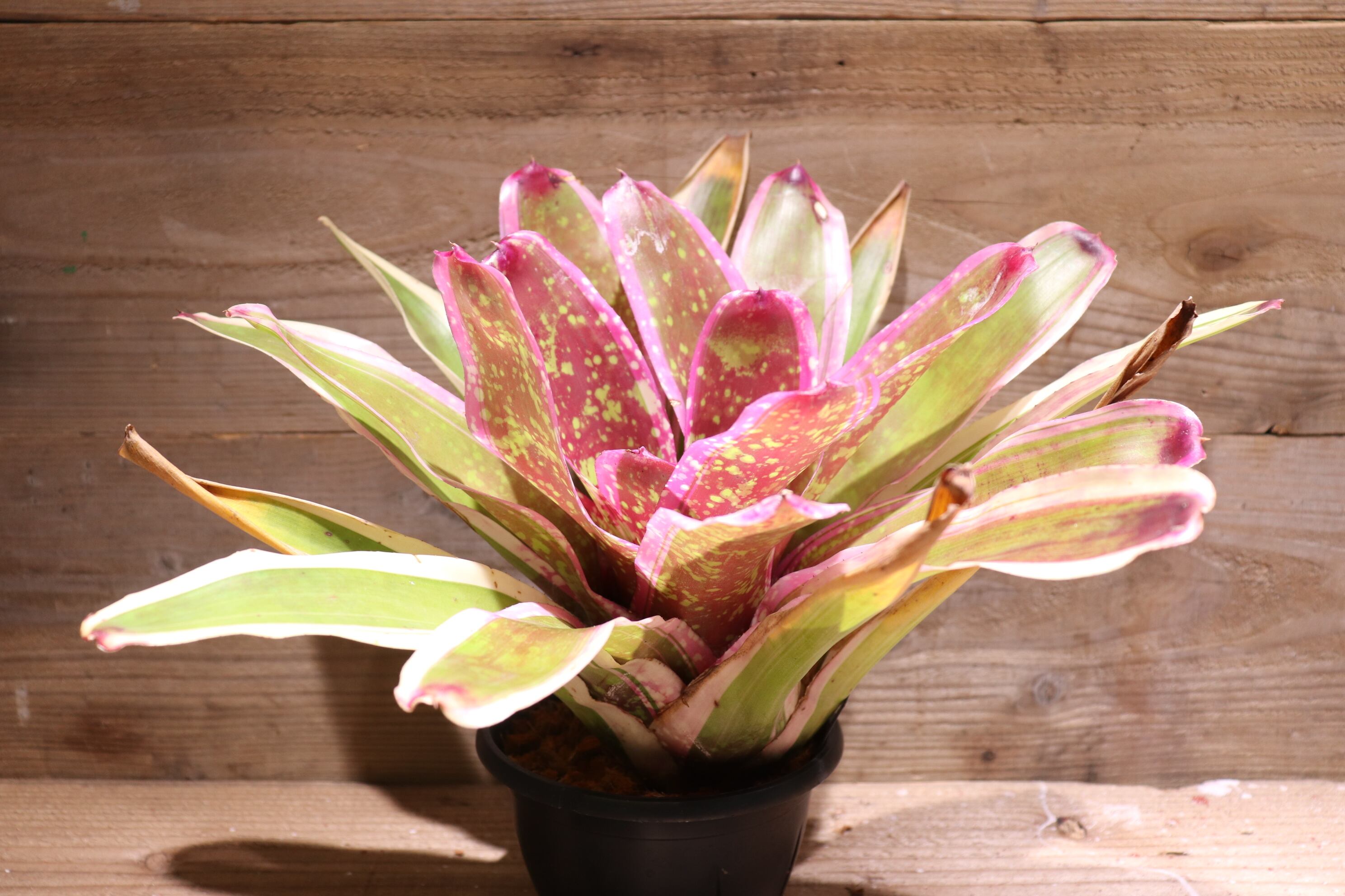 送料無料】Neoregelia 'Cumbia'〔ネオレゲリア〕現品発送N0232 | plane