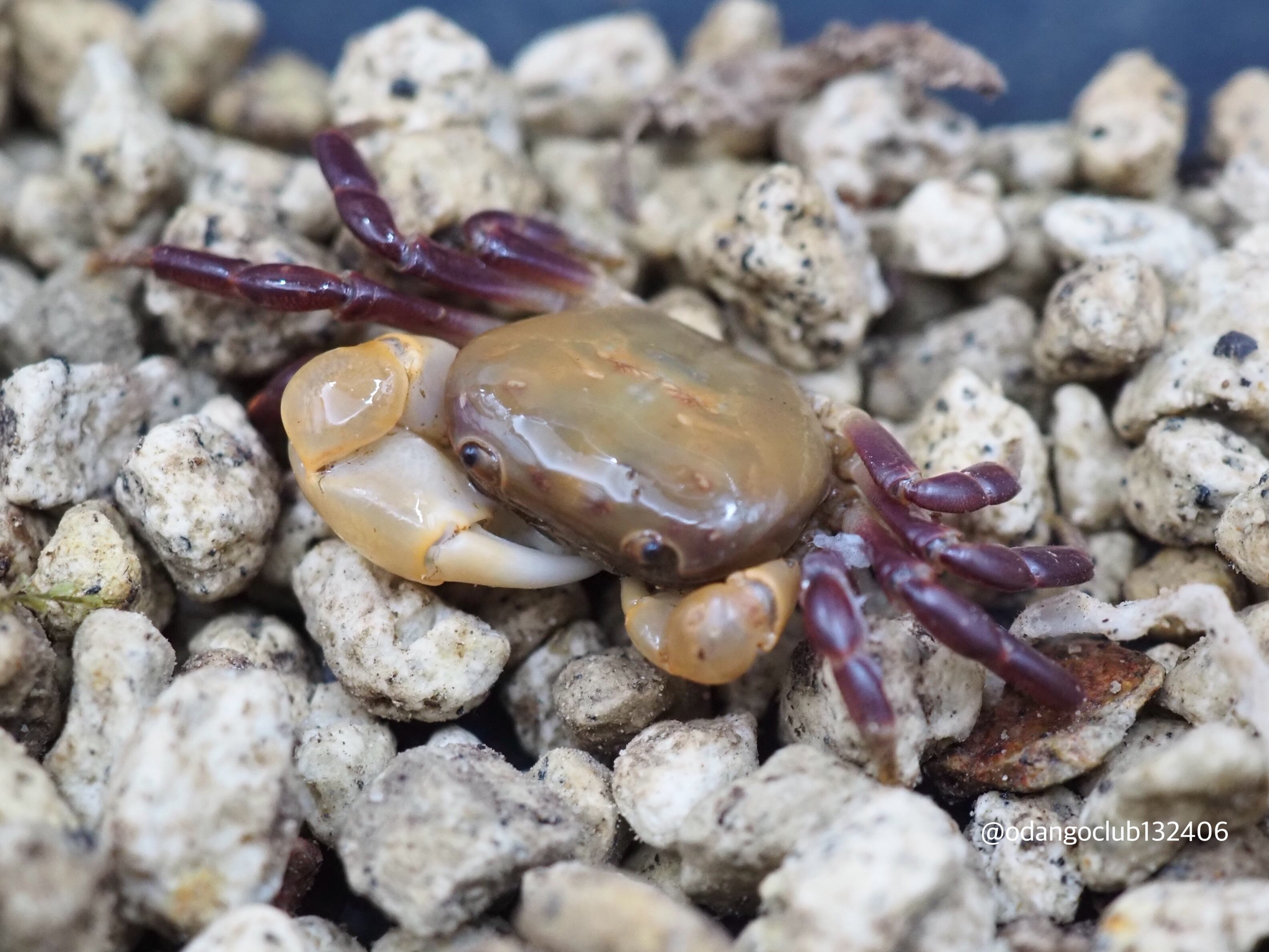 ①西表島産 ヤエヤマヒメオカガニ ♂ 1匹 | おだんごくらぶ