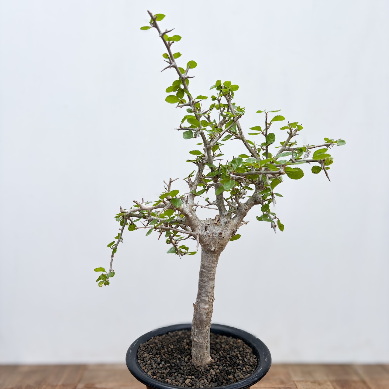Commiphora orbicularis【コミフォラ・オルビクラリス】