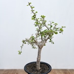 Commiphora orbicularis【コミフォラ・オルビクラリス】