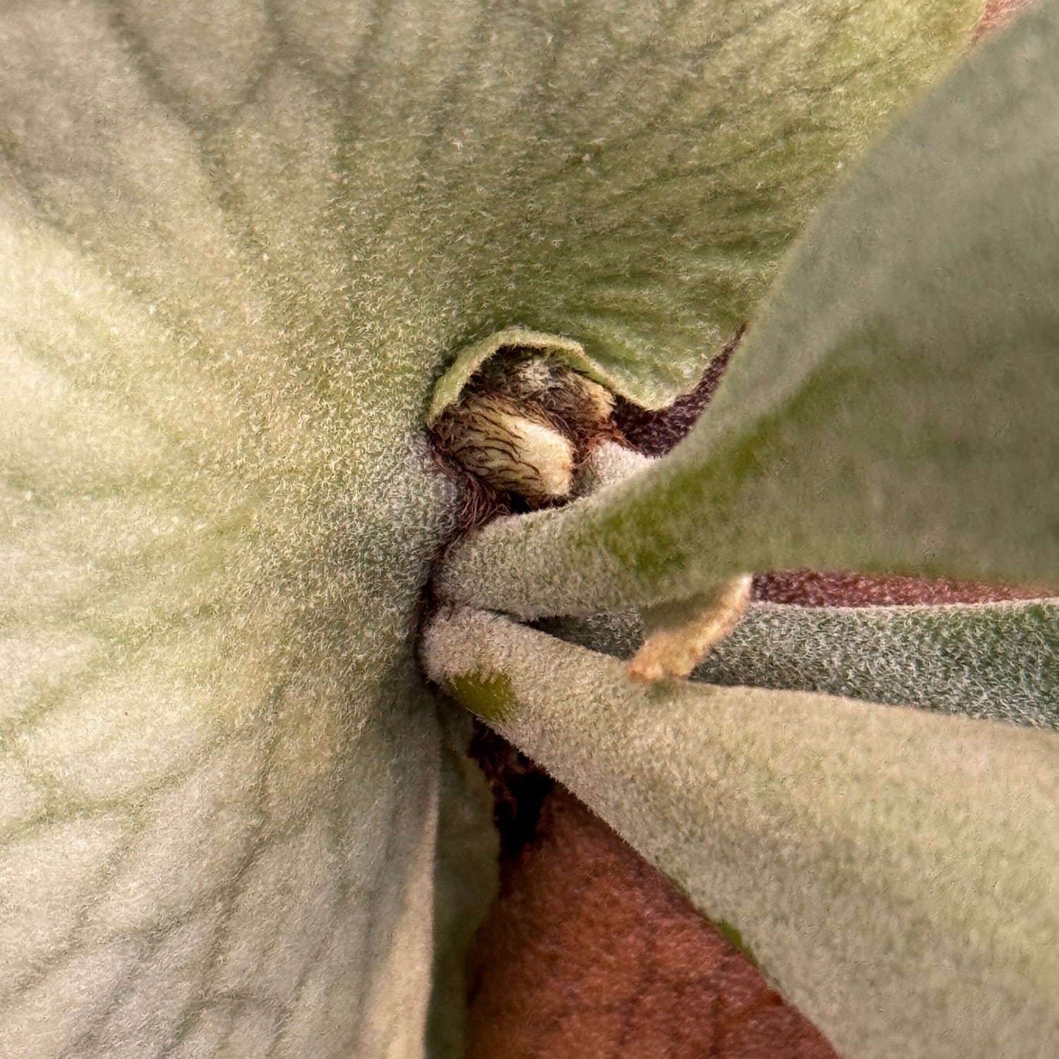 ビカクシダ Platycerium willinckii 板付け【923】 | PROTOLEAF プロト