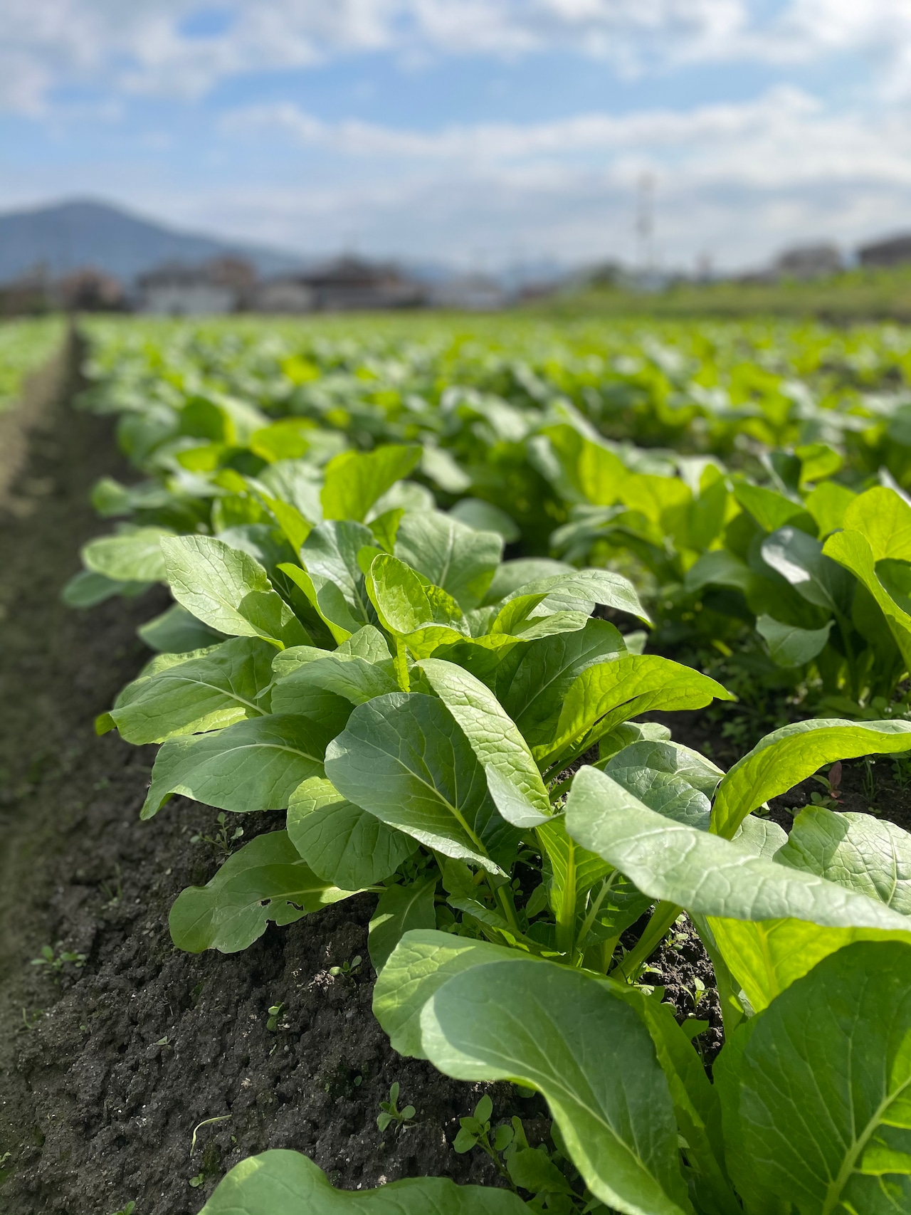 お歳暮特別セットＣ