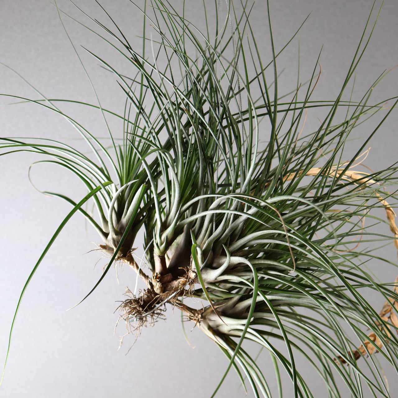 378 その姿、力強く美しい『チランジアファシキュラータ』観葉植物