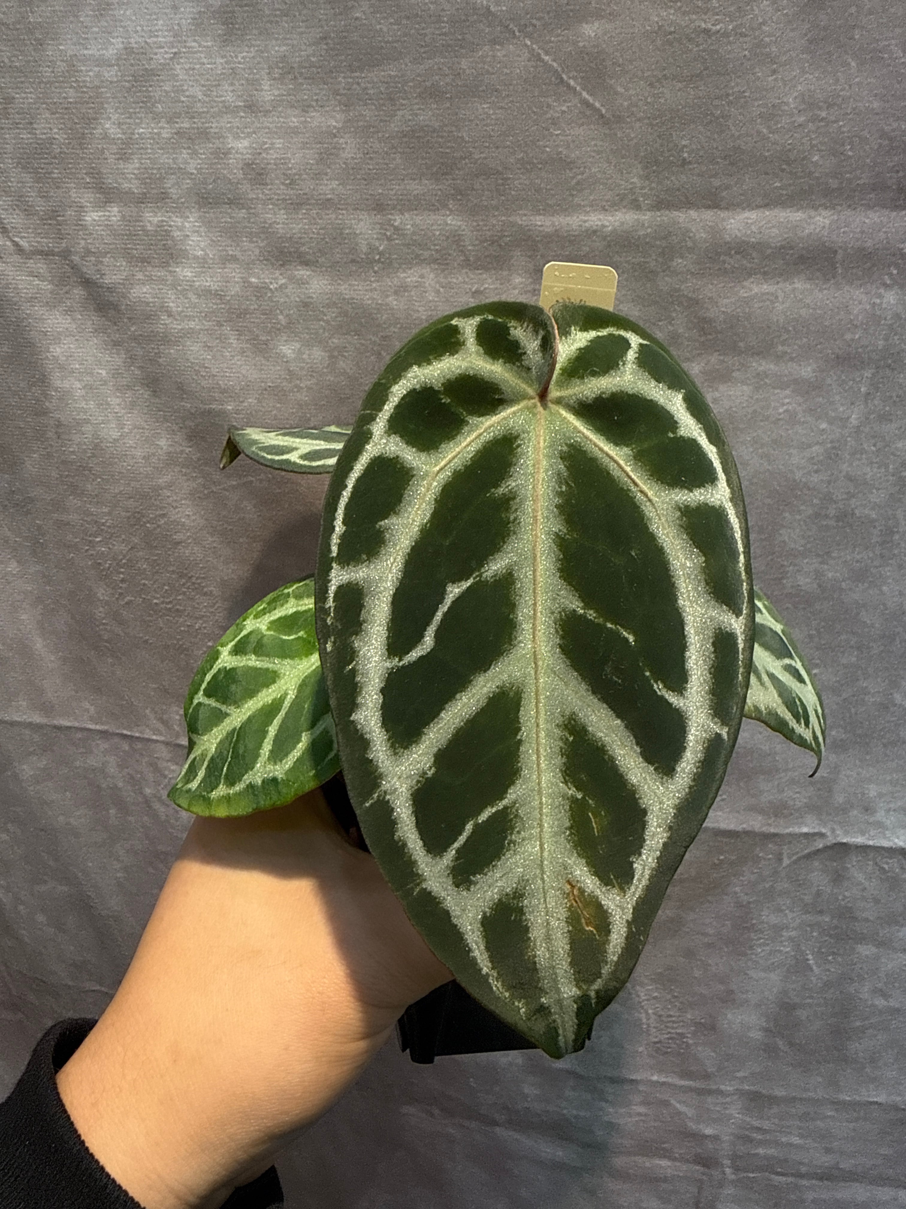 anthurium folgetii 斑入り アンスリウム ビッタリフォリウム 斑入り(Anthurium Vittarifolium