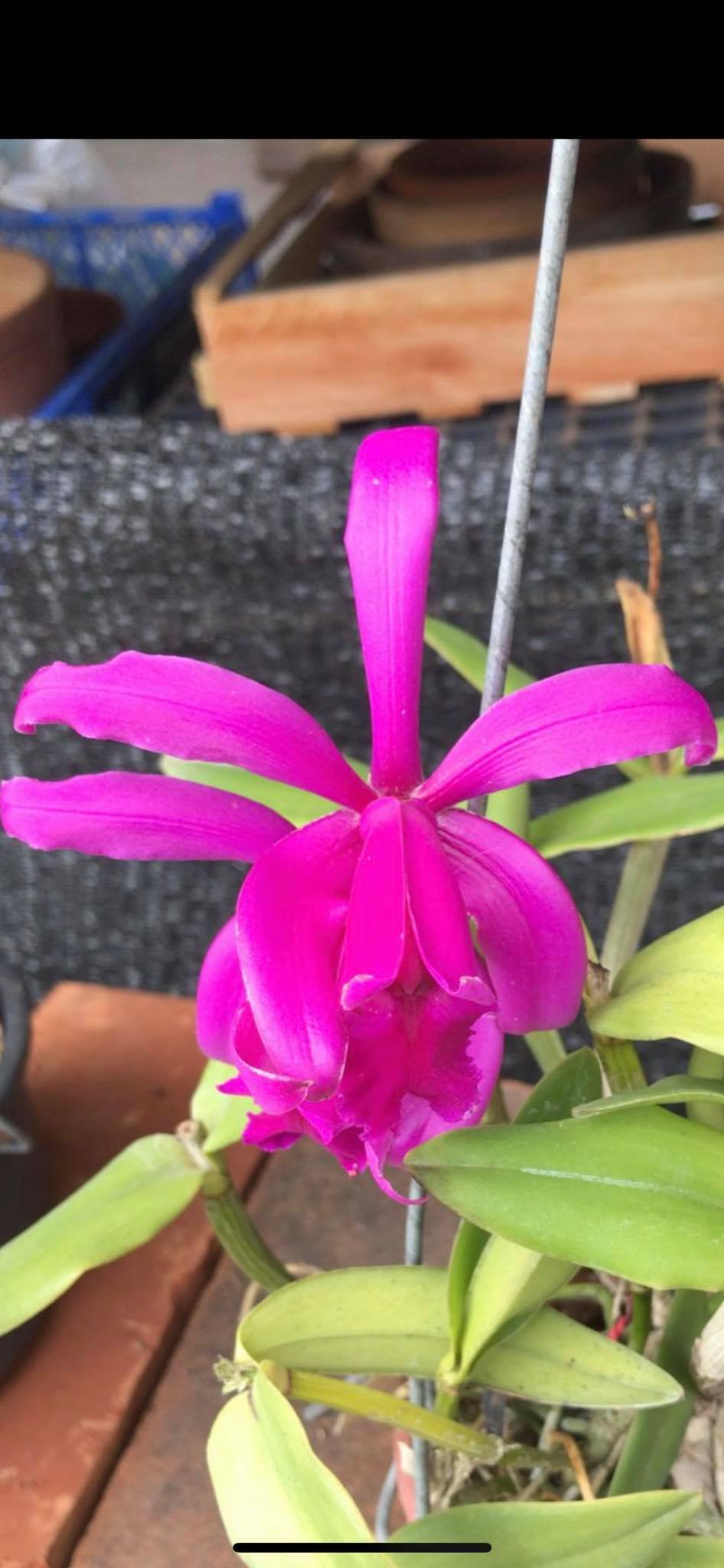 m様 プラナロム 真正ラベンダー他 合計6点 精油 【公式通販】