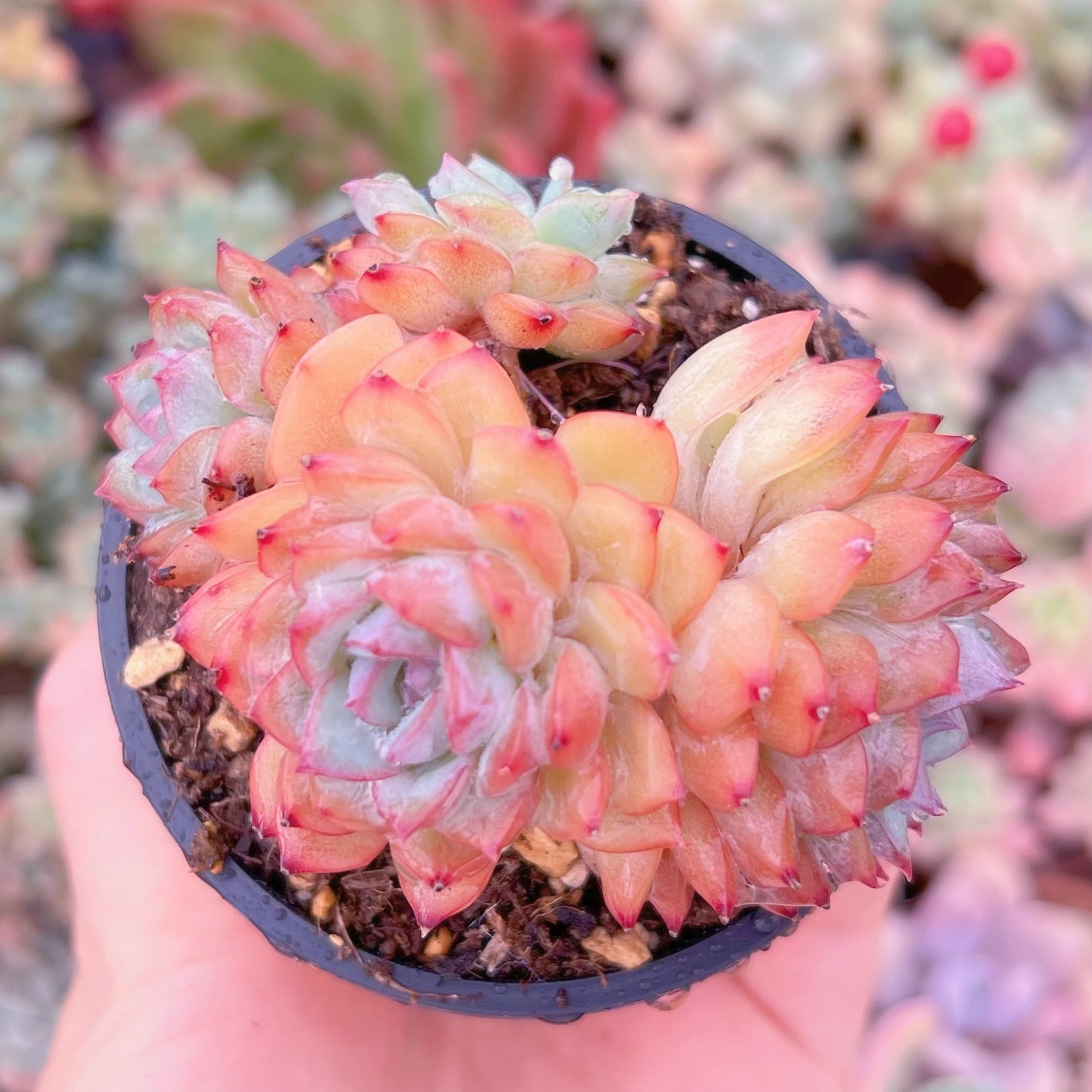 現品　Desert Rose#888　るる農園