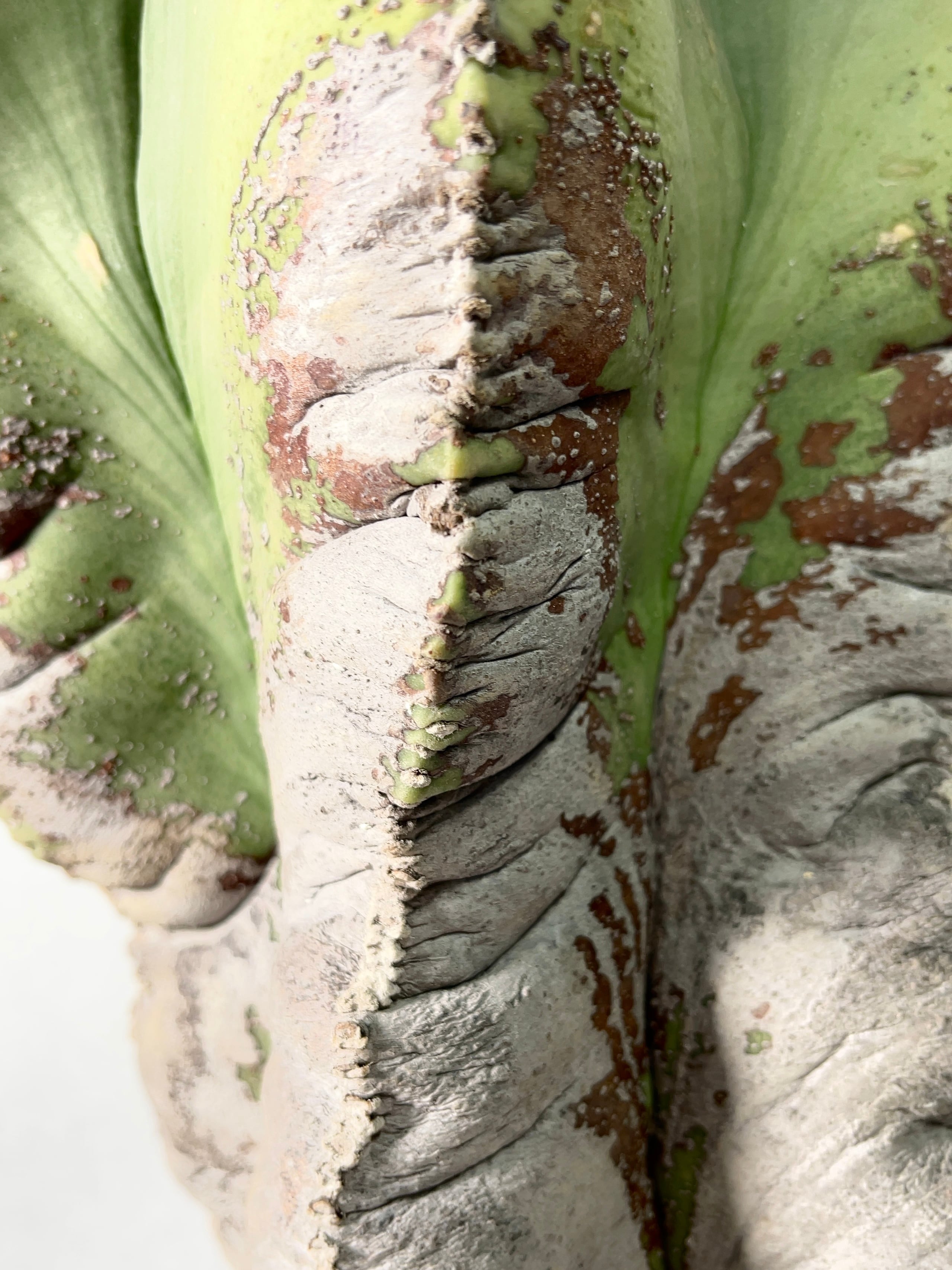 アストロフィツム・碧瑠璃鸞鳳玉 | trigger