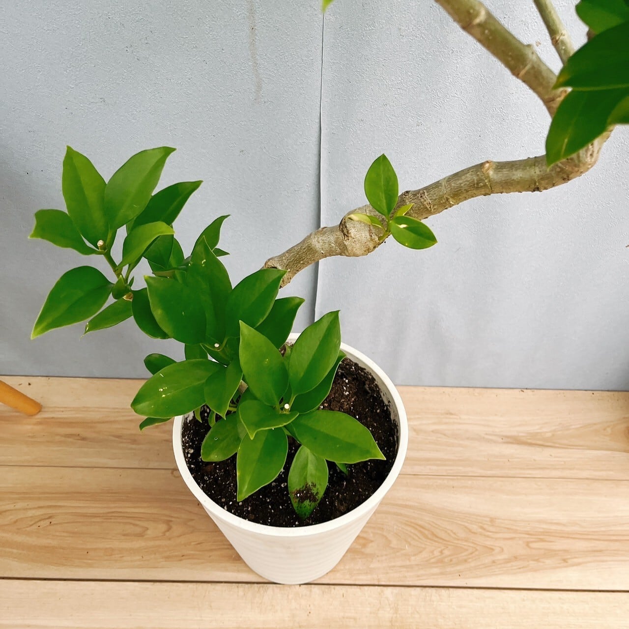 在庫］【珍しい】ファグラエア ベルテロアナ 8号 曲がり 観葉植物 室内