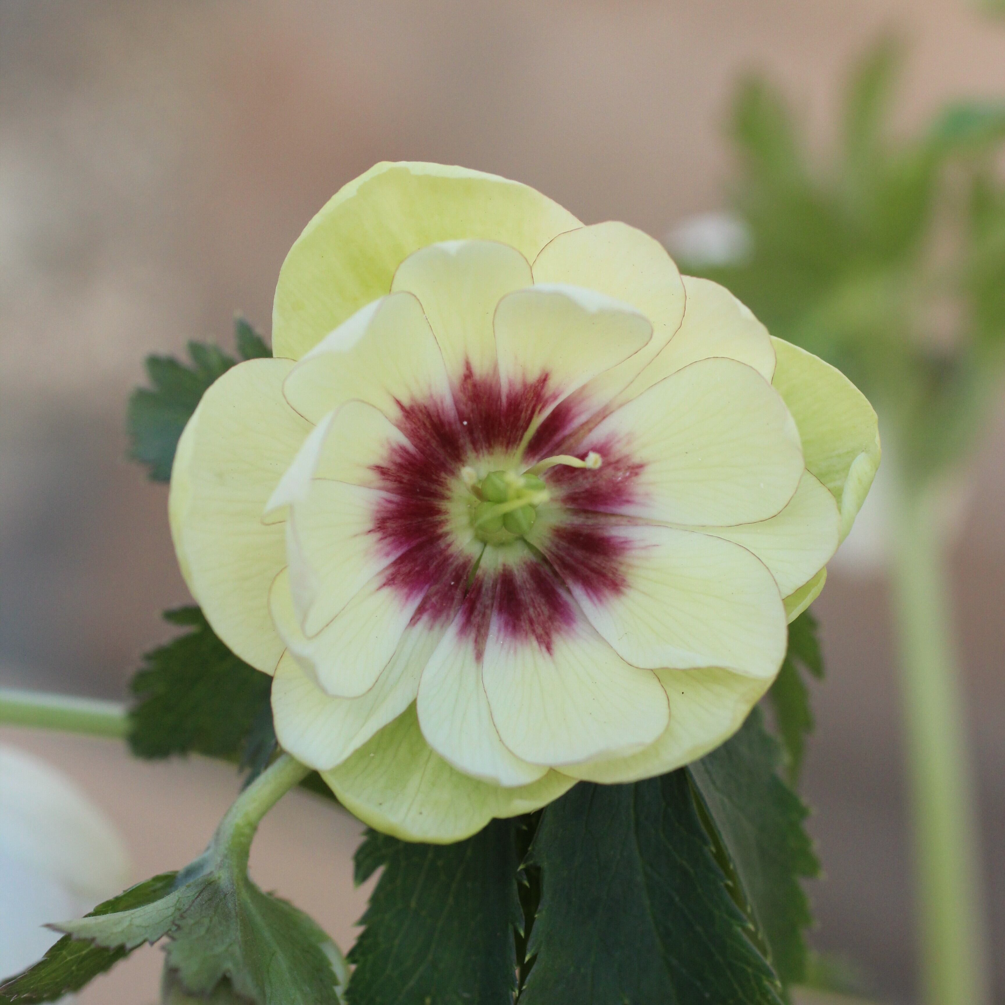 WS26-061 クリスマスローズ ウィンターシンフォニー 静ダブル