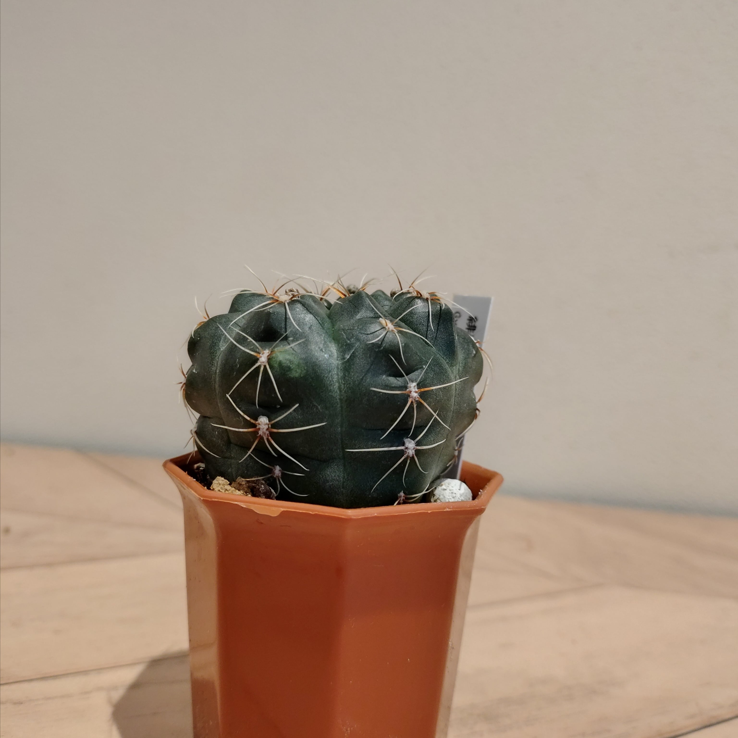 COCORO