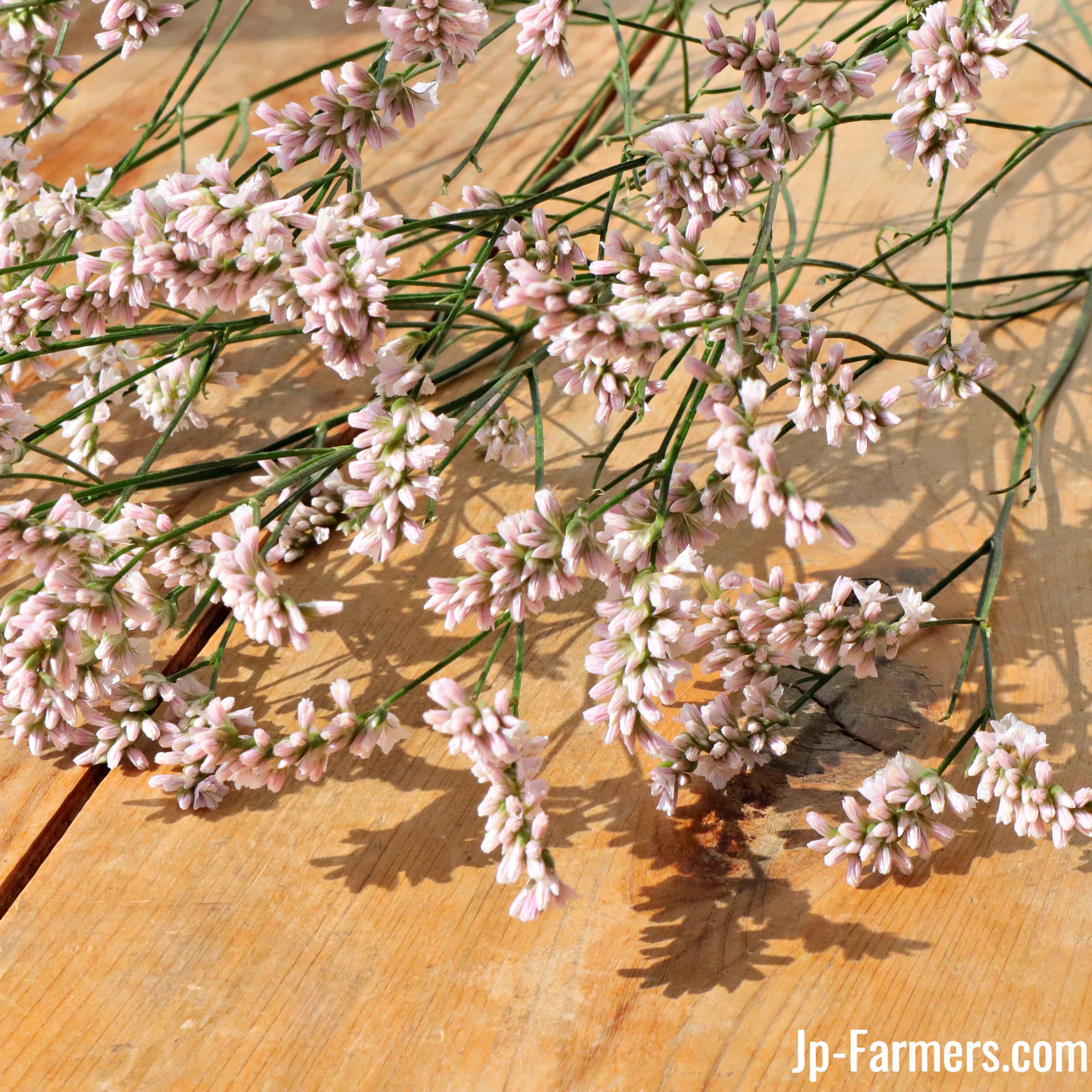宿根スターチス 雲竜（八重・淡いピンク） 10本 信州諏訪農協 | 新鮮