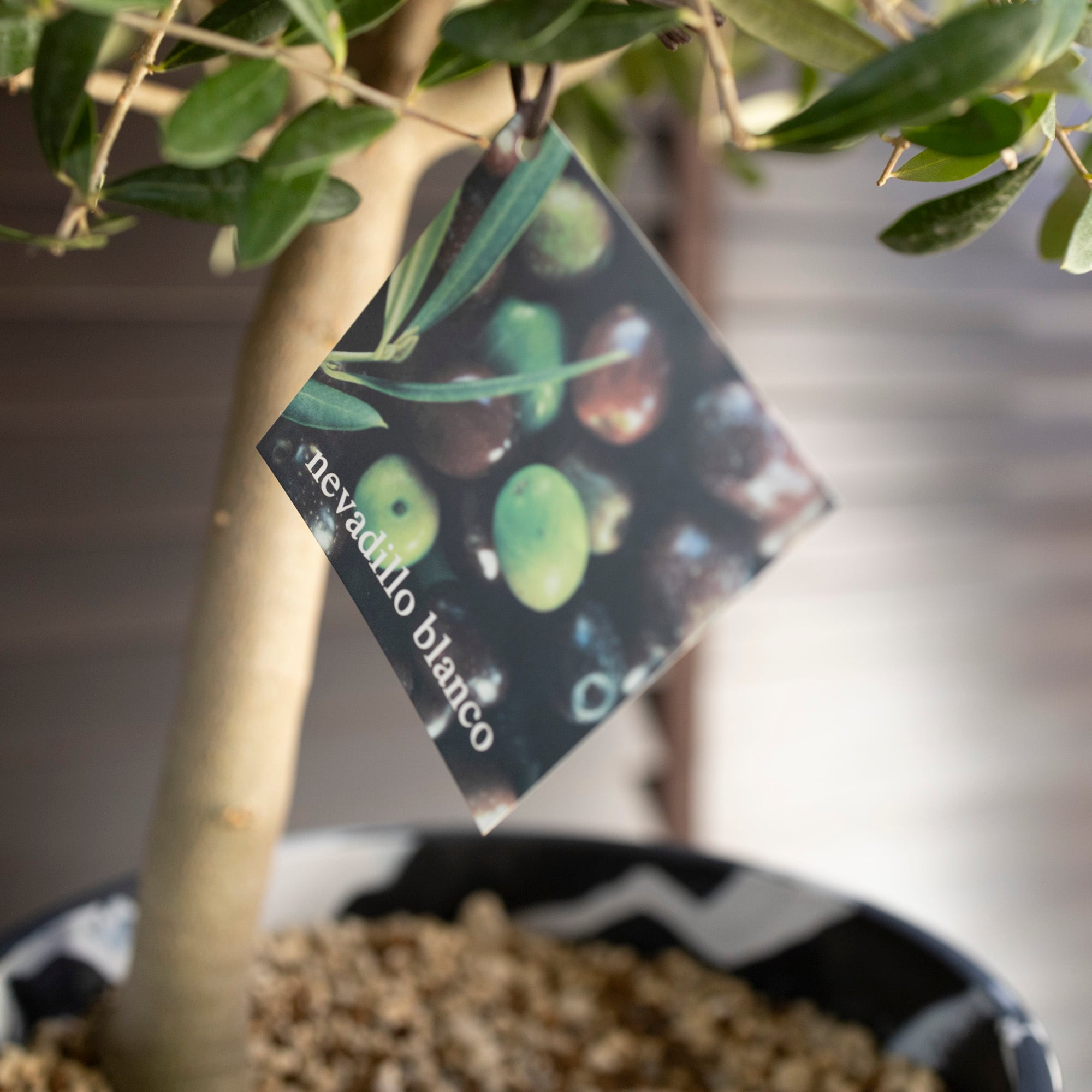 創樹 オリーブの木 SOUJU 幹太 ネバディロブランコ 8号 マーブル樹脂