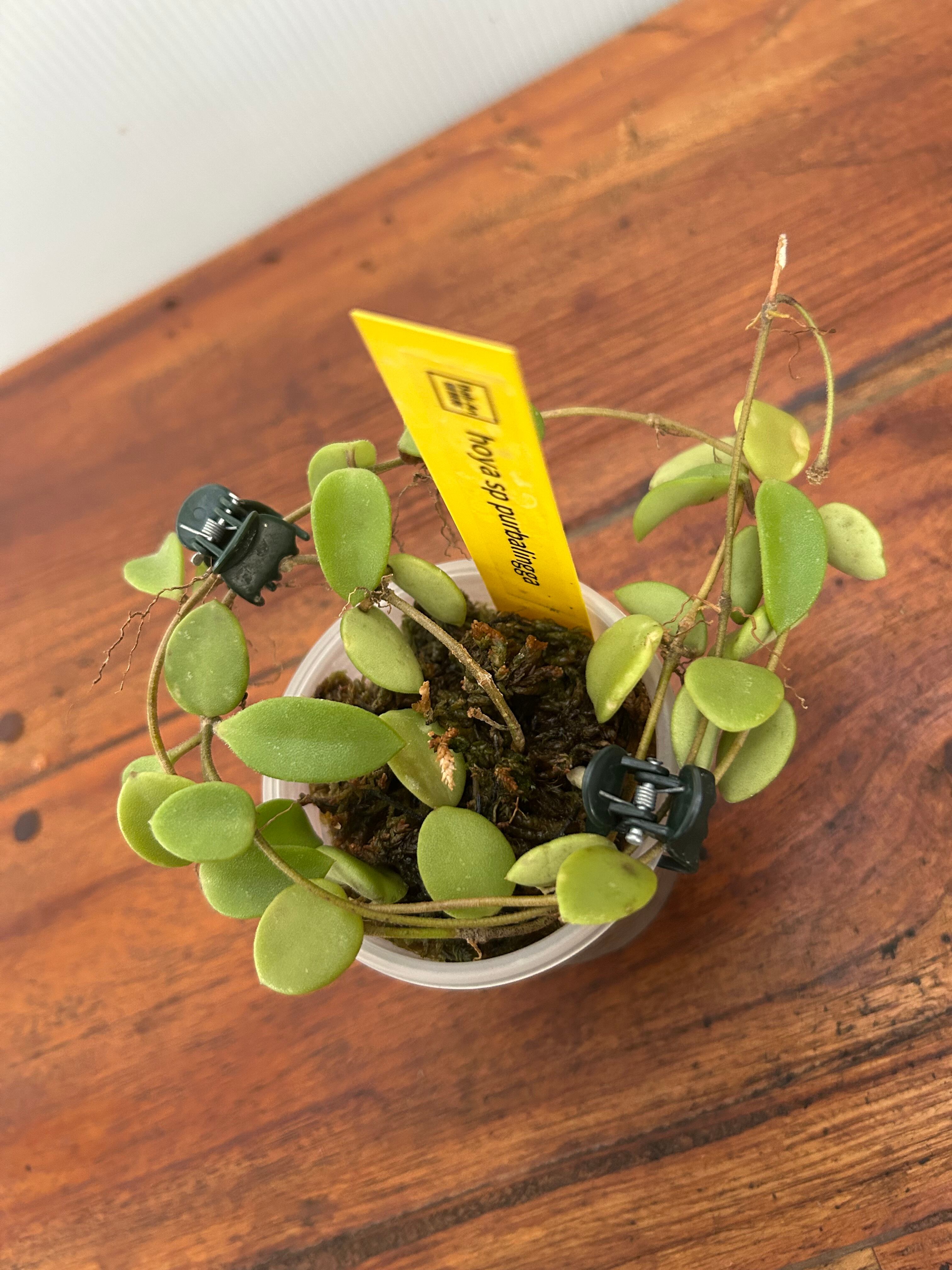 Hoya | BA PLants