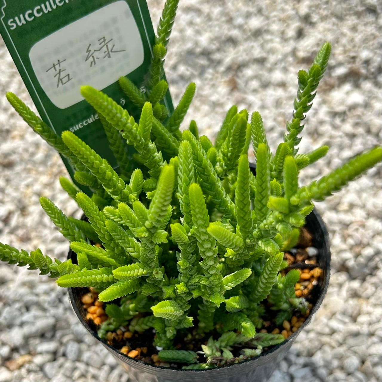 専用！多肉植物^o^  希少交配種　花うらら×達磨秀麗　小苗 ALL ITEM | Succulent 花うらら 〜多肉植物