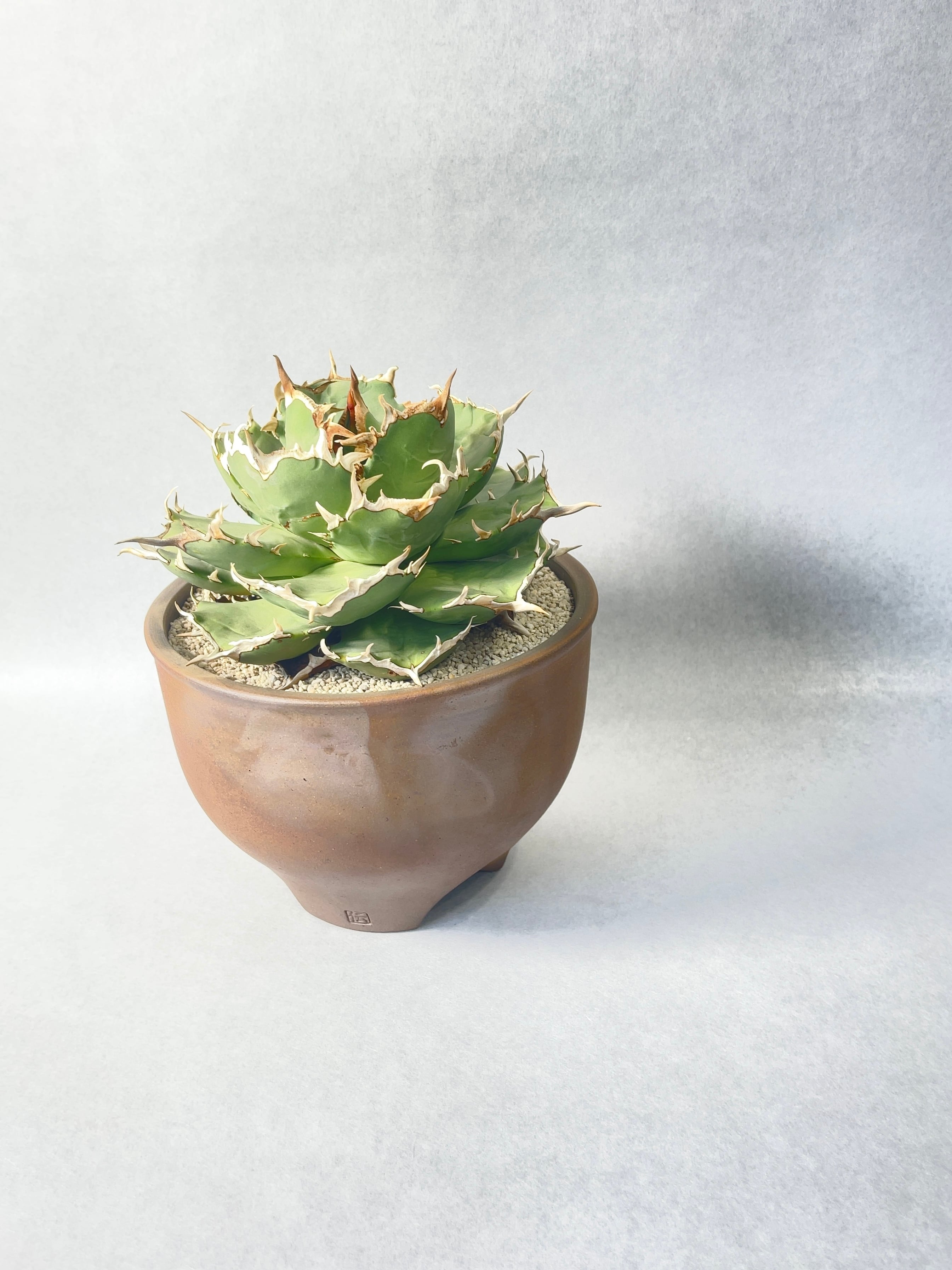 アガベ・チタノタ ワイドリーフ | trigger