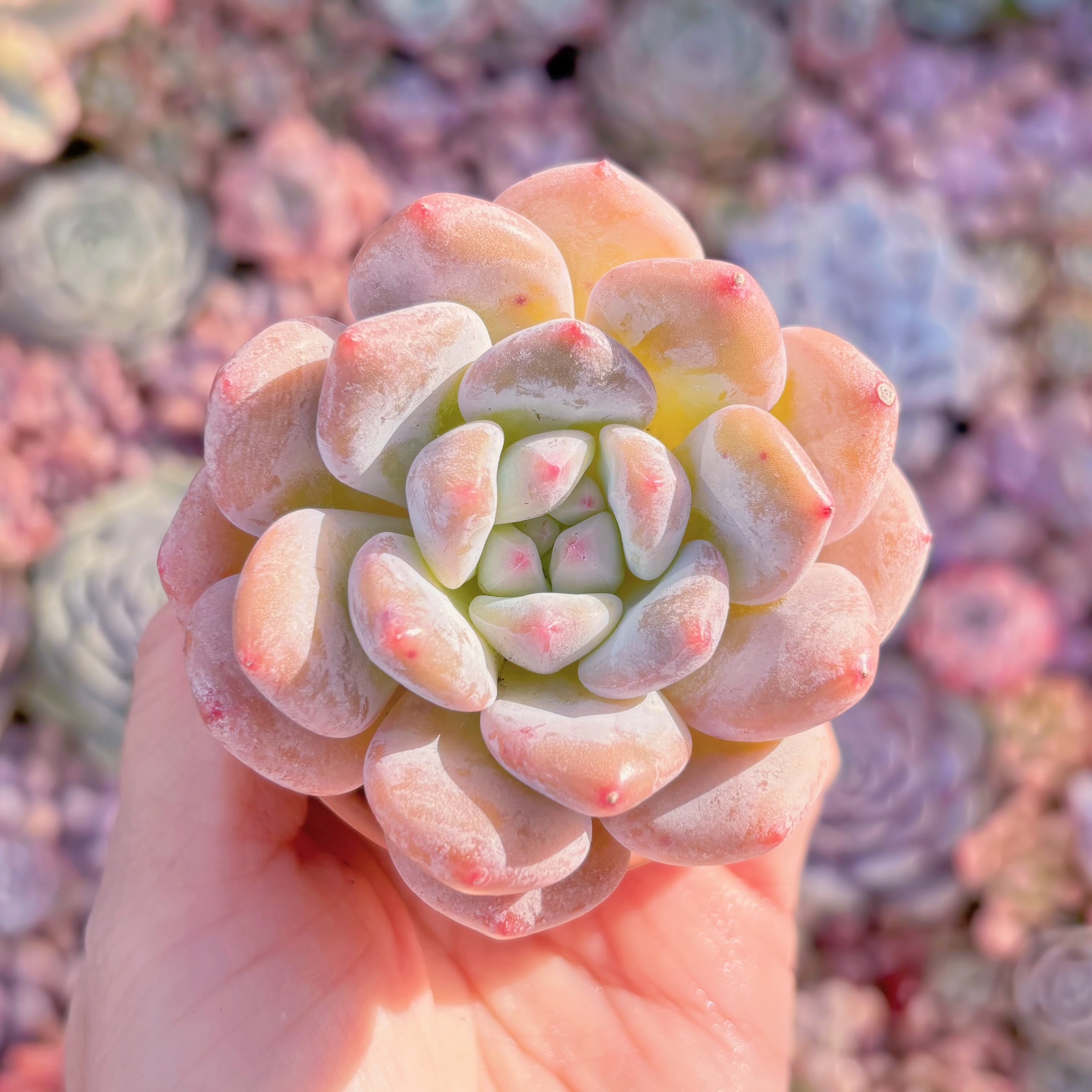 多肉植物　香水ミルク　新入荷　るる農園