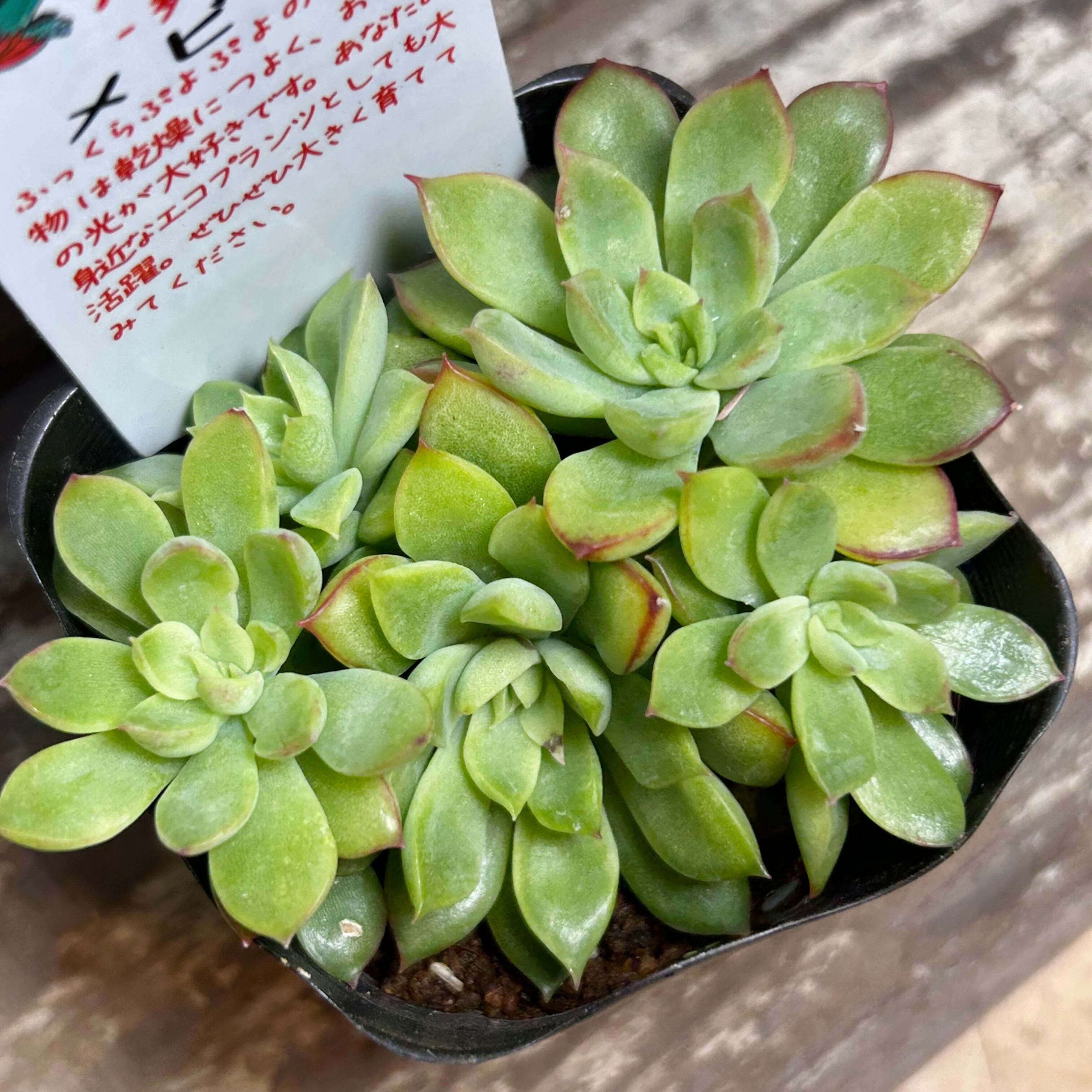 アーノルディ 多肉植物 アエオニウム アーノルディ 多肉植物 アエオニウム その他インテリア雑貨 多肉