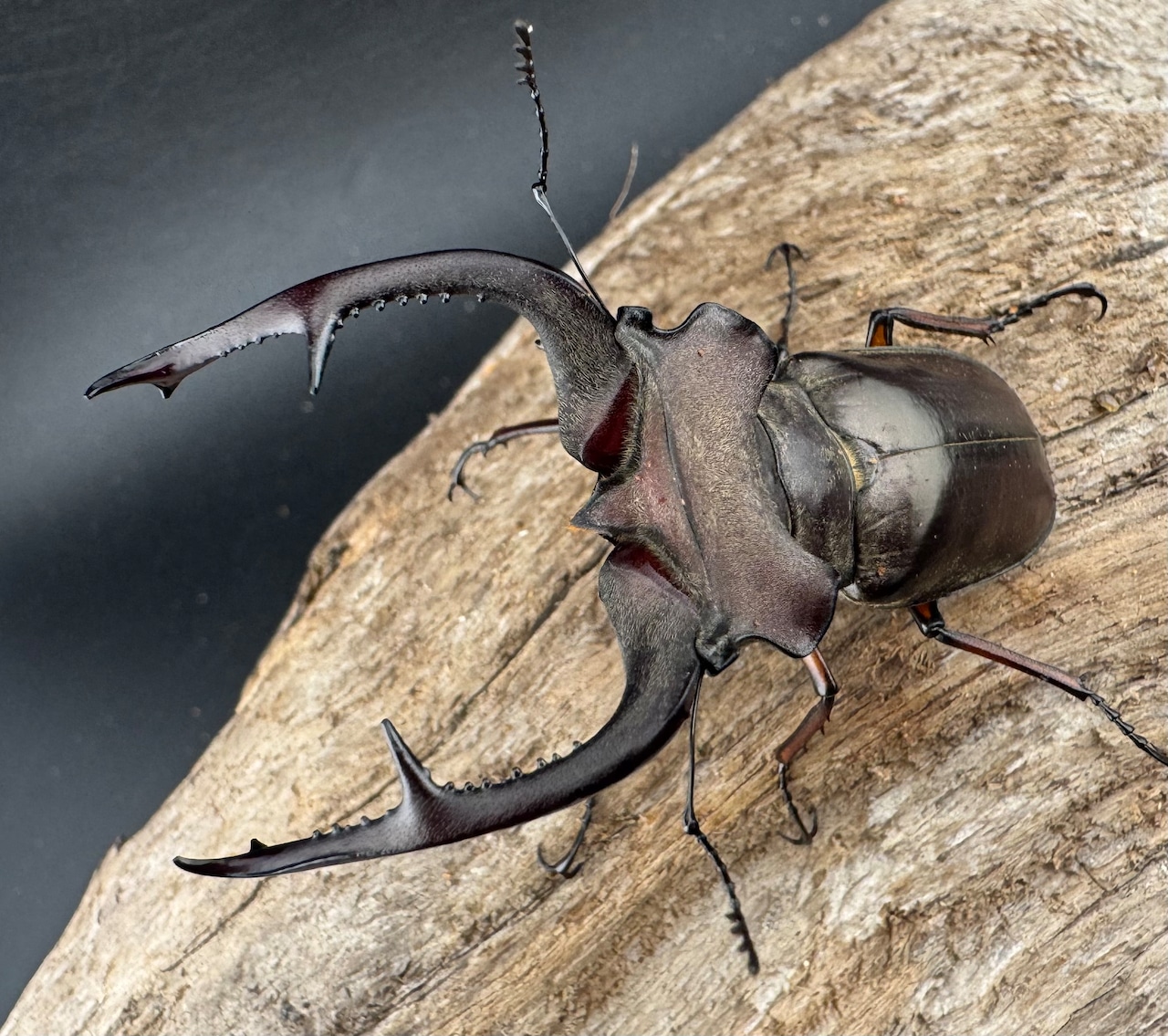 【WD】《クラーツミヤマ原名亜種 66mm ペア》