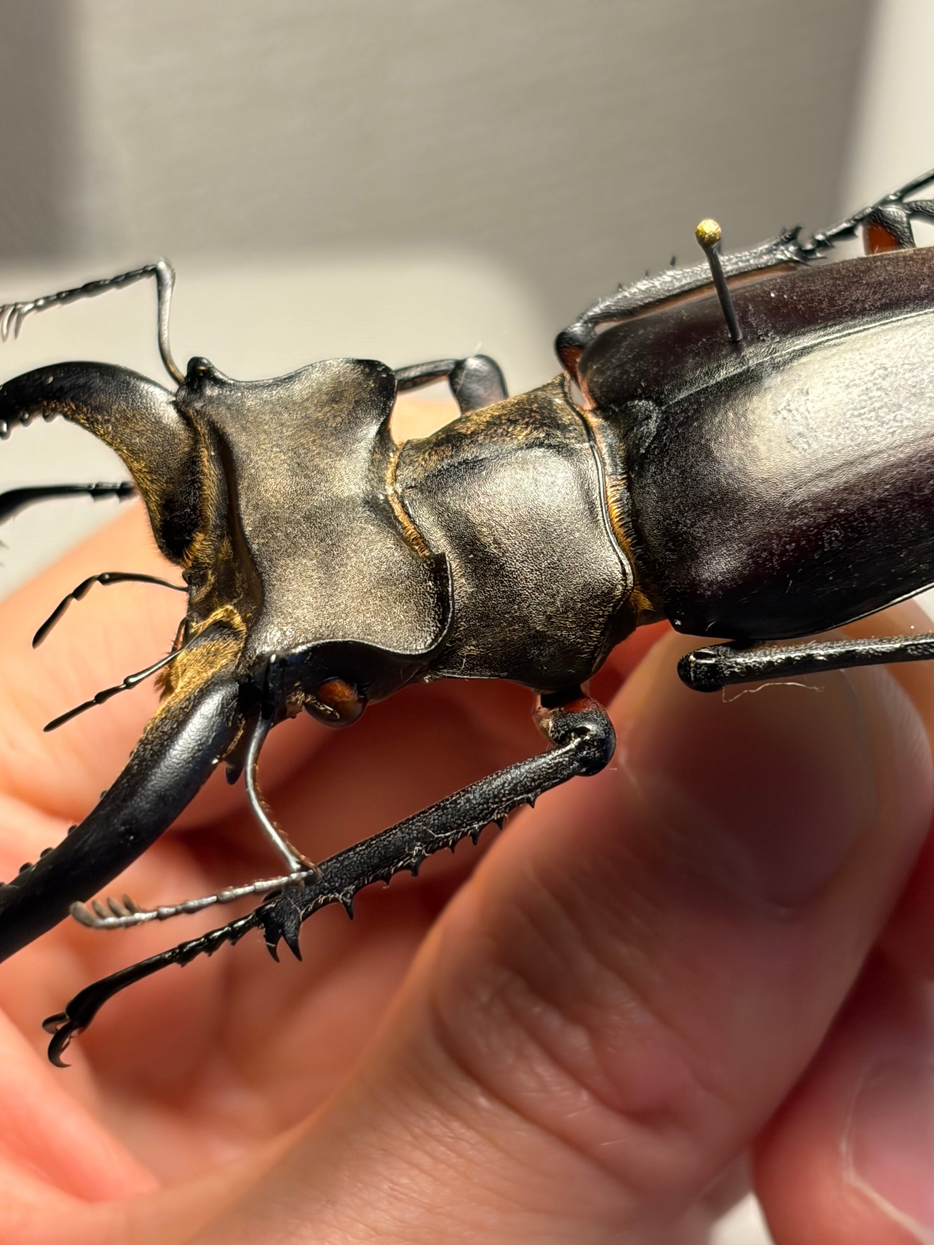 顎比率最大種】カンターミヤマクワガタ 76mm♂ 昆虫標本 標本