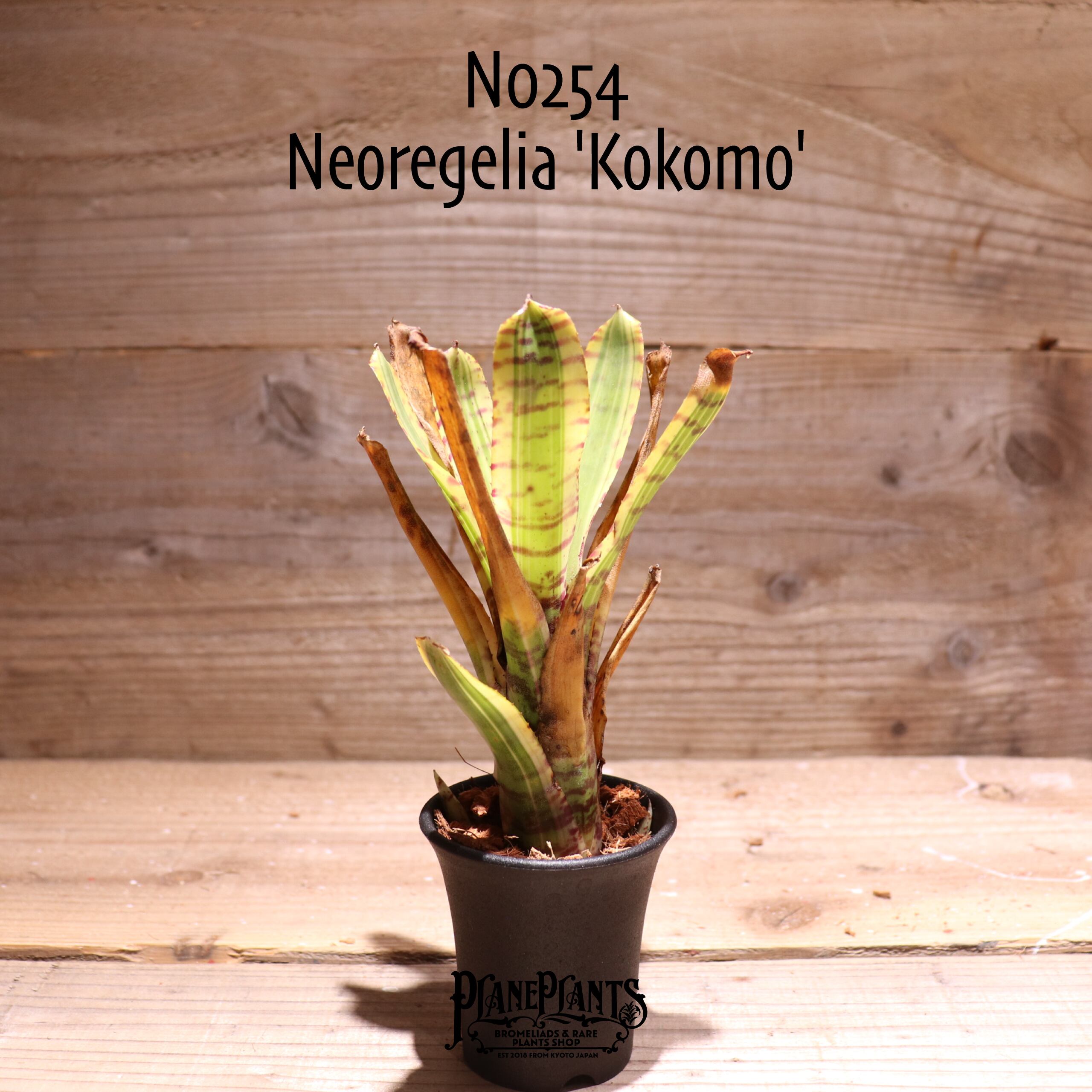 【reserved】Neoregelia 'Kokomo'〔ネオレゲリア〕現品発送N0254