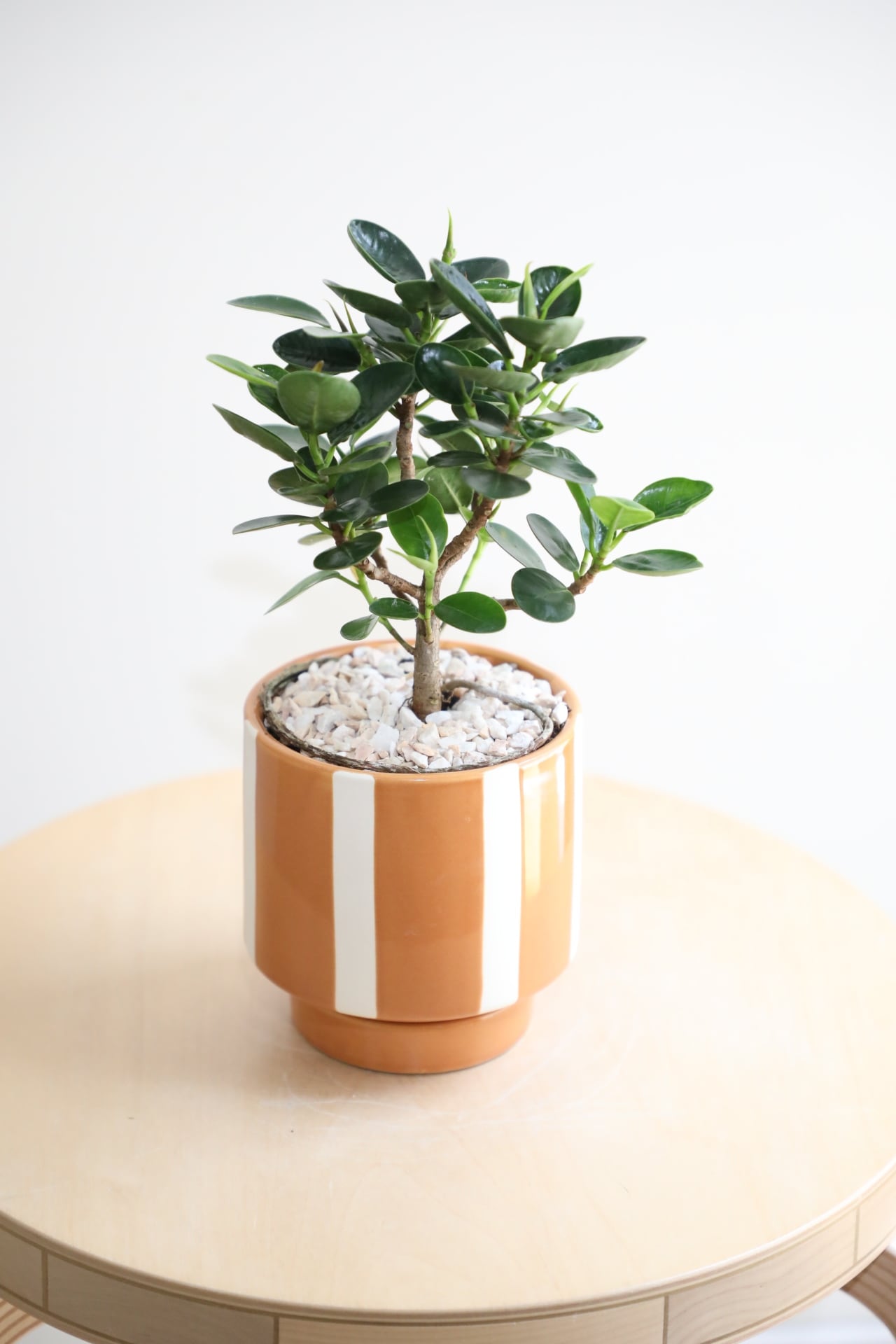 S】パンダガジュマル/Ficus microcarpa | 【厳選植物・器】MIDORI