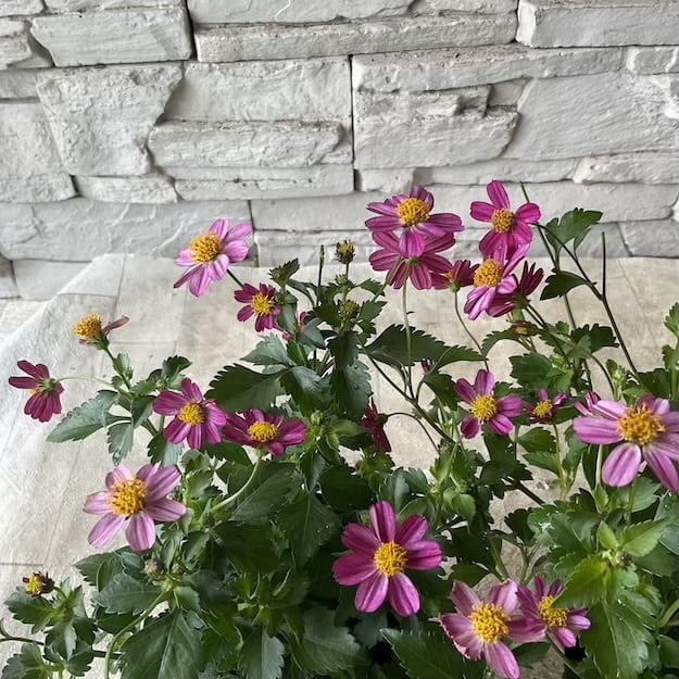 観葉植物】ディスキディア ヌンムラリア 2.5号ポット | 橋本種苗園