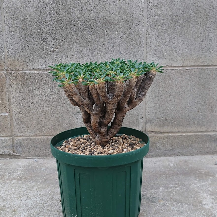 41.ギラウミニアナ 園芸ネット本店｜ユーフォルビア：ギラウミニアナ 4号鉢植え23-06 の