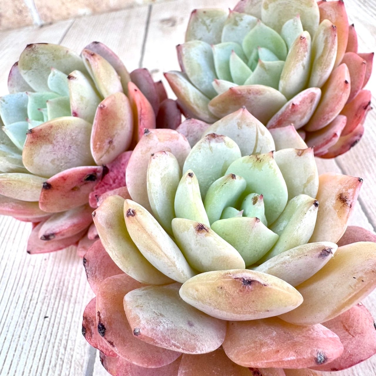 多肉植物 A）ラブリーペイ 流し込む 