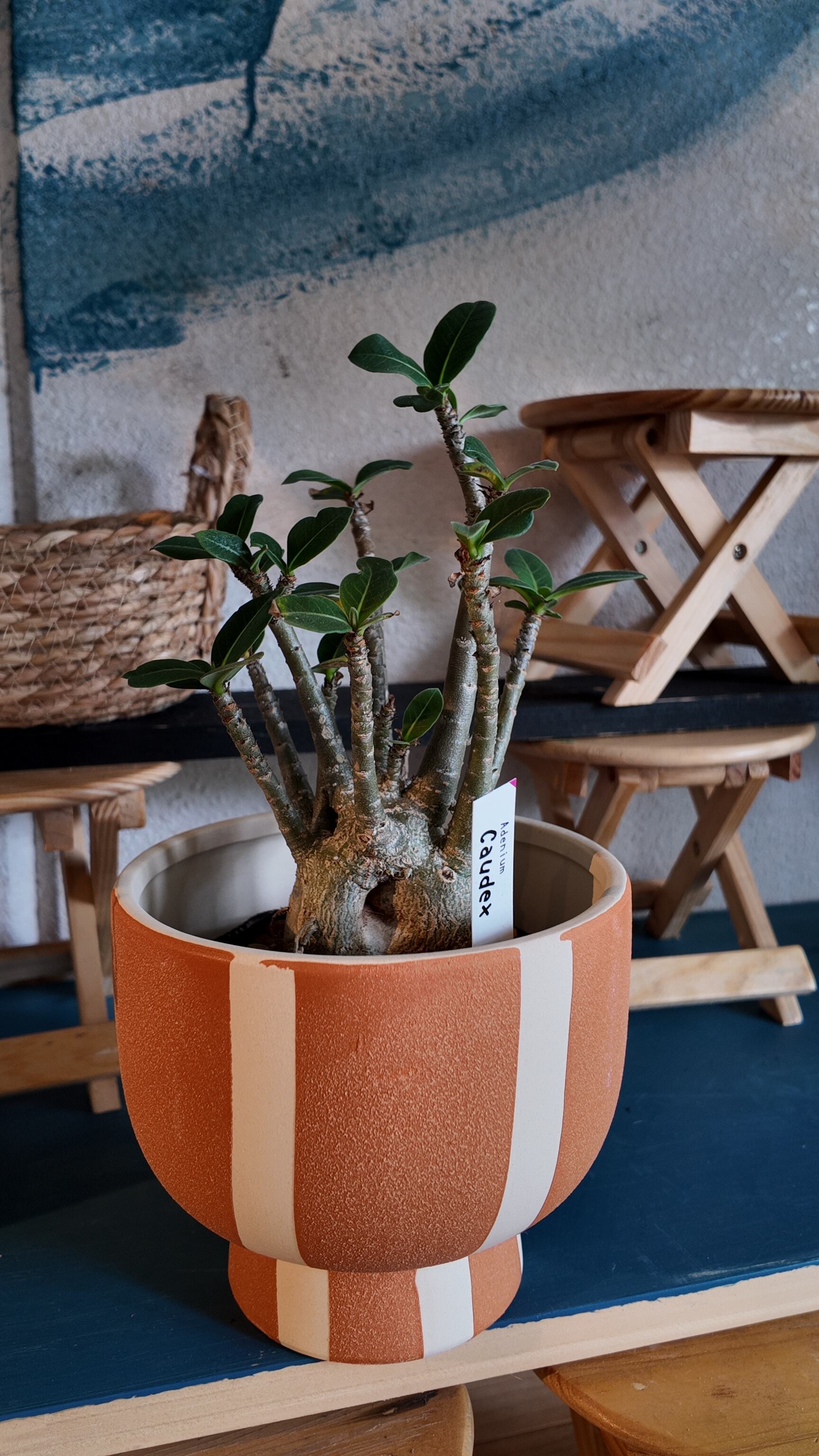 塊根植物：アデニウム オベスム | 宮田生花店