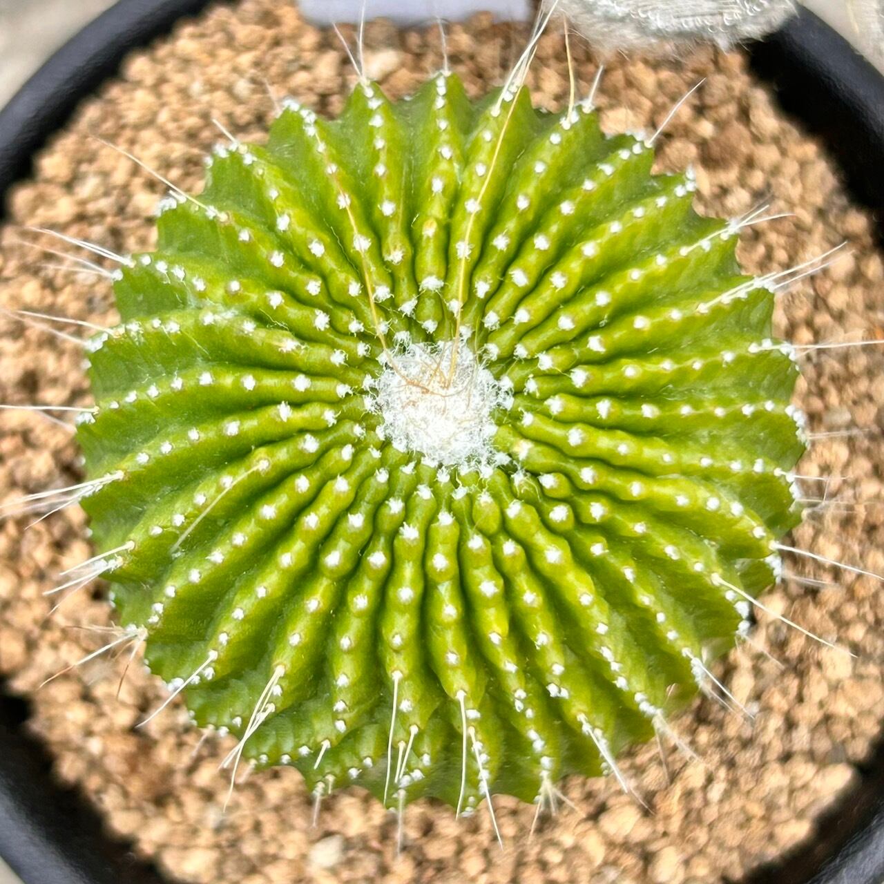 T)パロジア 刺無金晃丸 | RuPo 多肉植物専門店