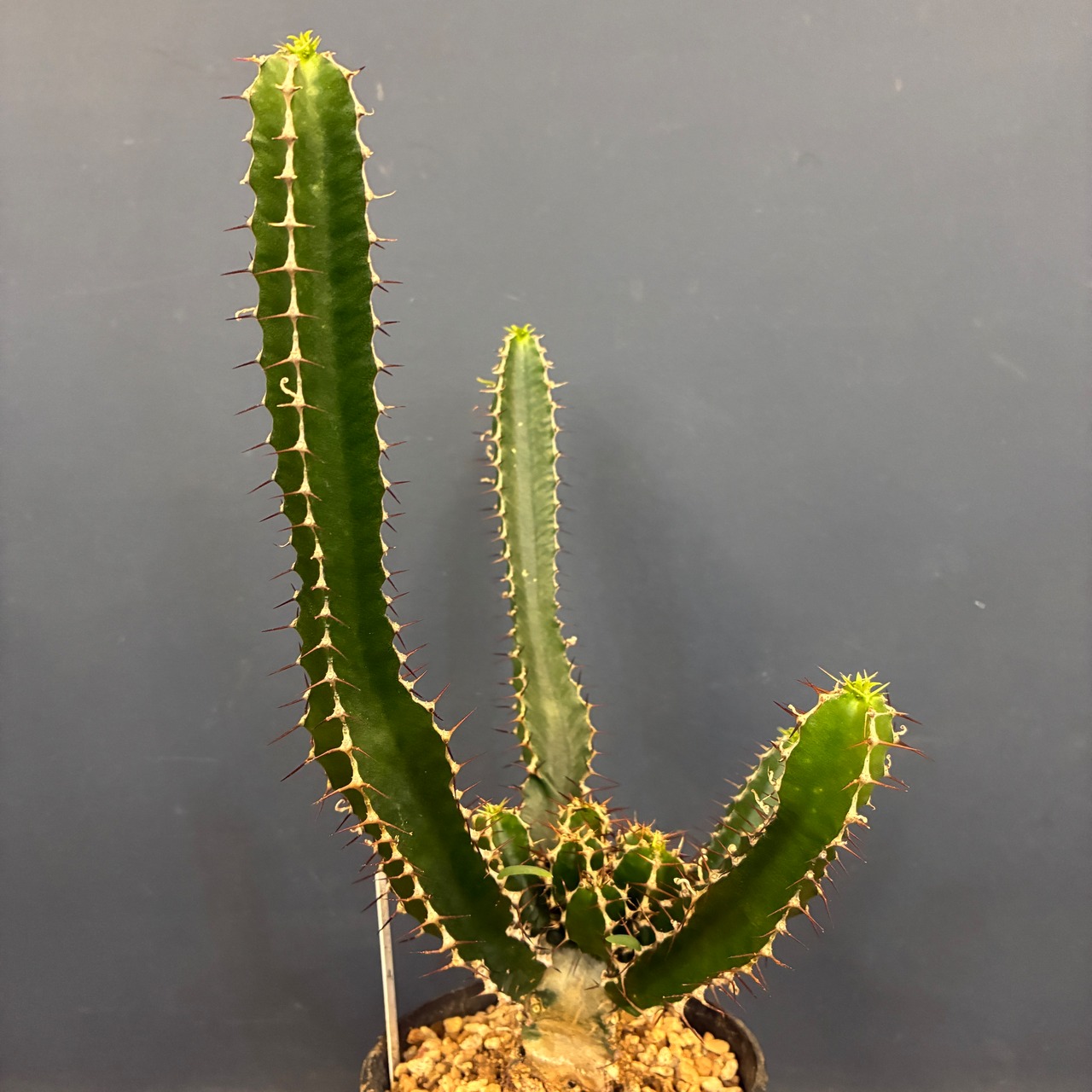 【クリアランスセール対象商品】ユーフォルビア　ムランジーナ【851】【再撮影】【◆】