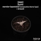 【reserved】Dyckia marnier-lapostollei(連棘タイプ) × braunii〔ディッキア〕現品発送D565