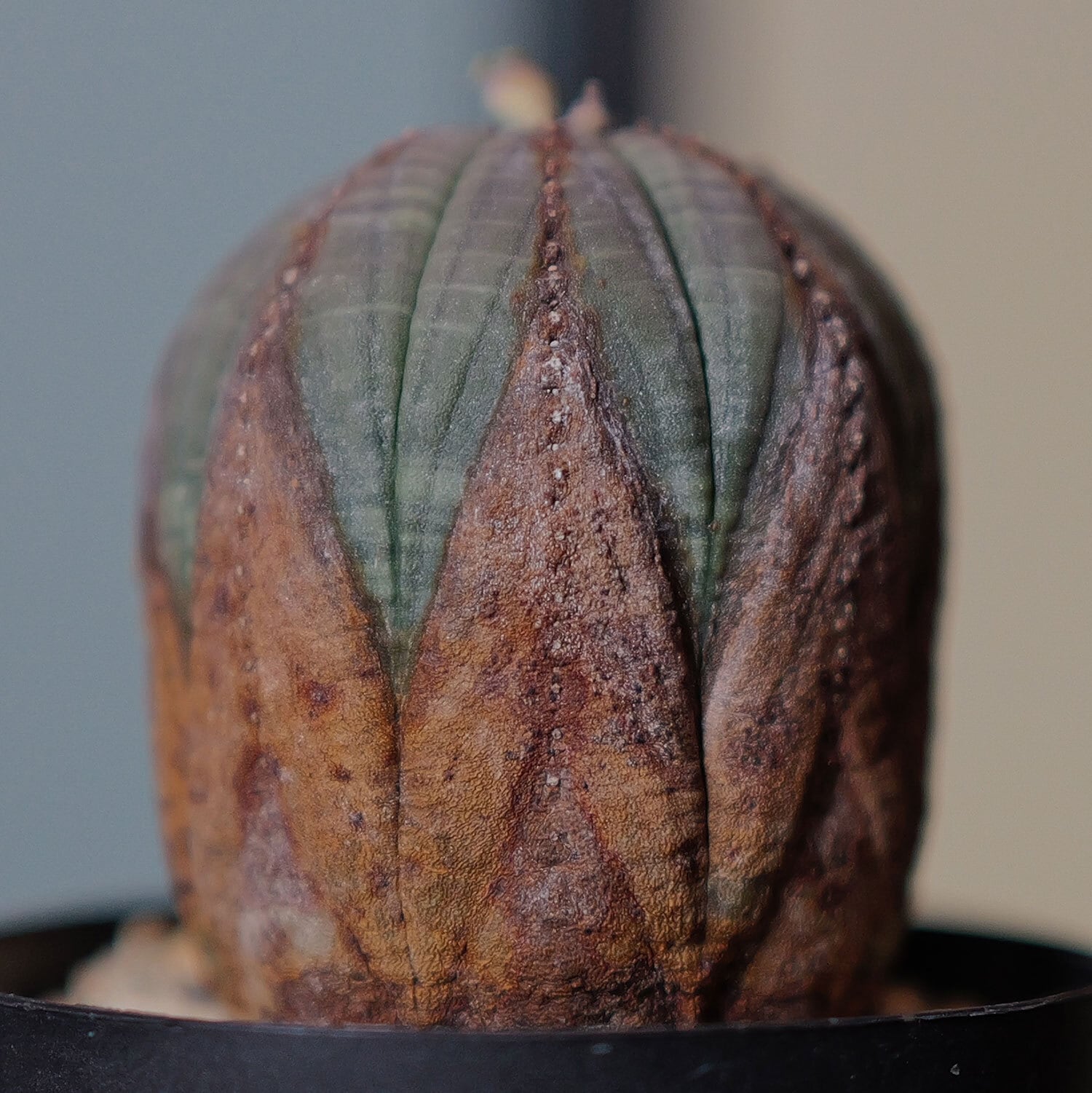 オス株 超美模様 木質化 マイクロ オベサ / ユーフォルビア