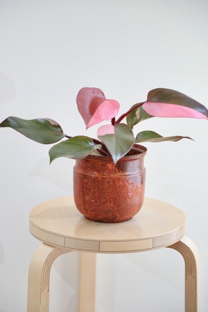 【希少】【M】フィロデンドロン パーシモンプリンセス/Philodendron