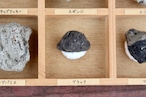 かわいい軽石コレクションBOX◆6種類◆福徳岡ノ場・2021噴火による　～軽石図鑑作者鑑定～