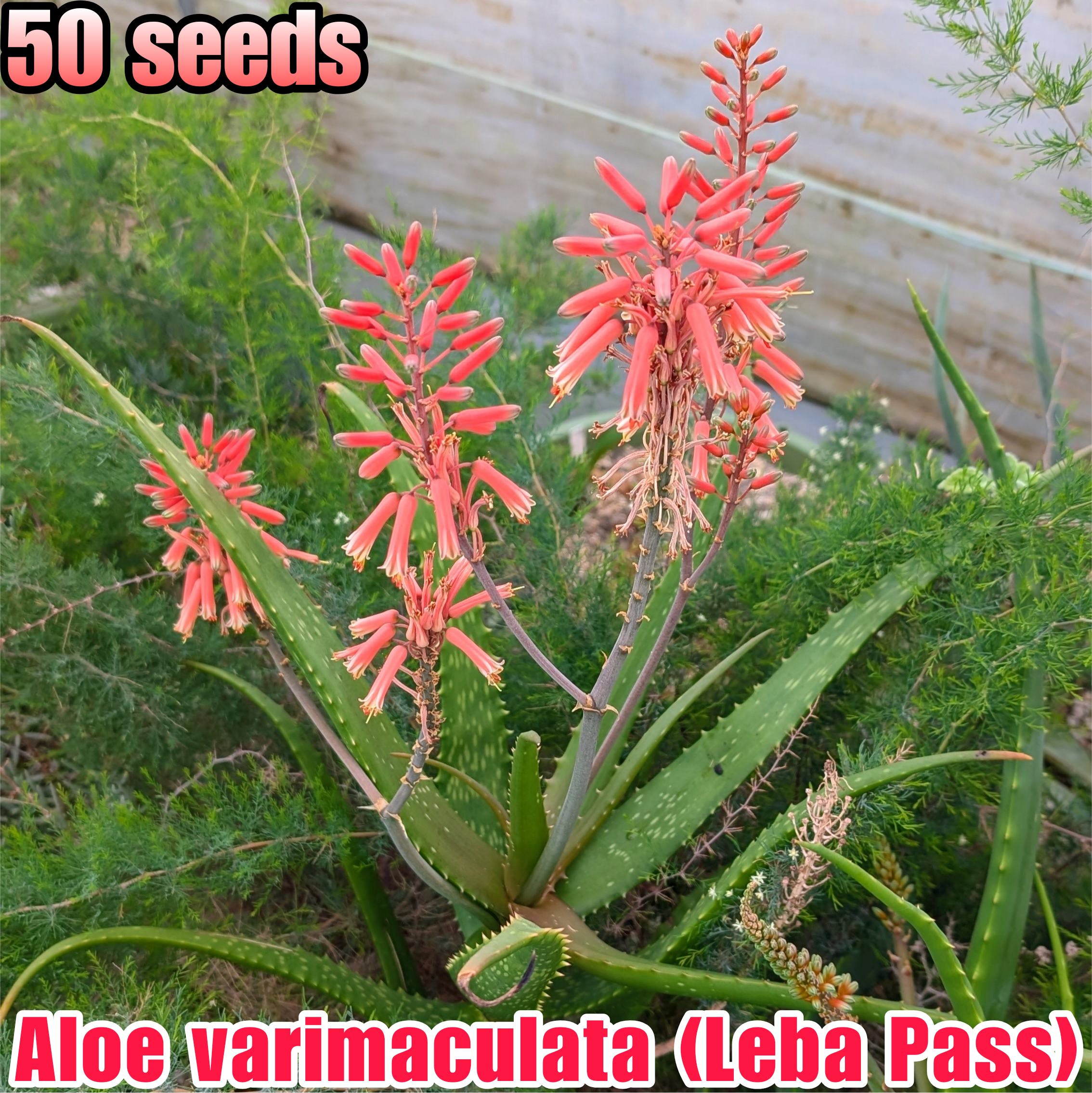 種子(大容量お得パック)/50粒】Aloe varimaculata (Leba Pass, Angola