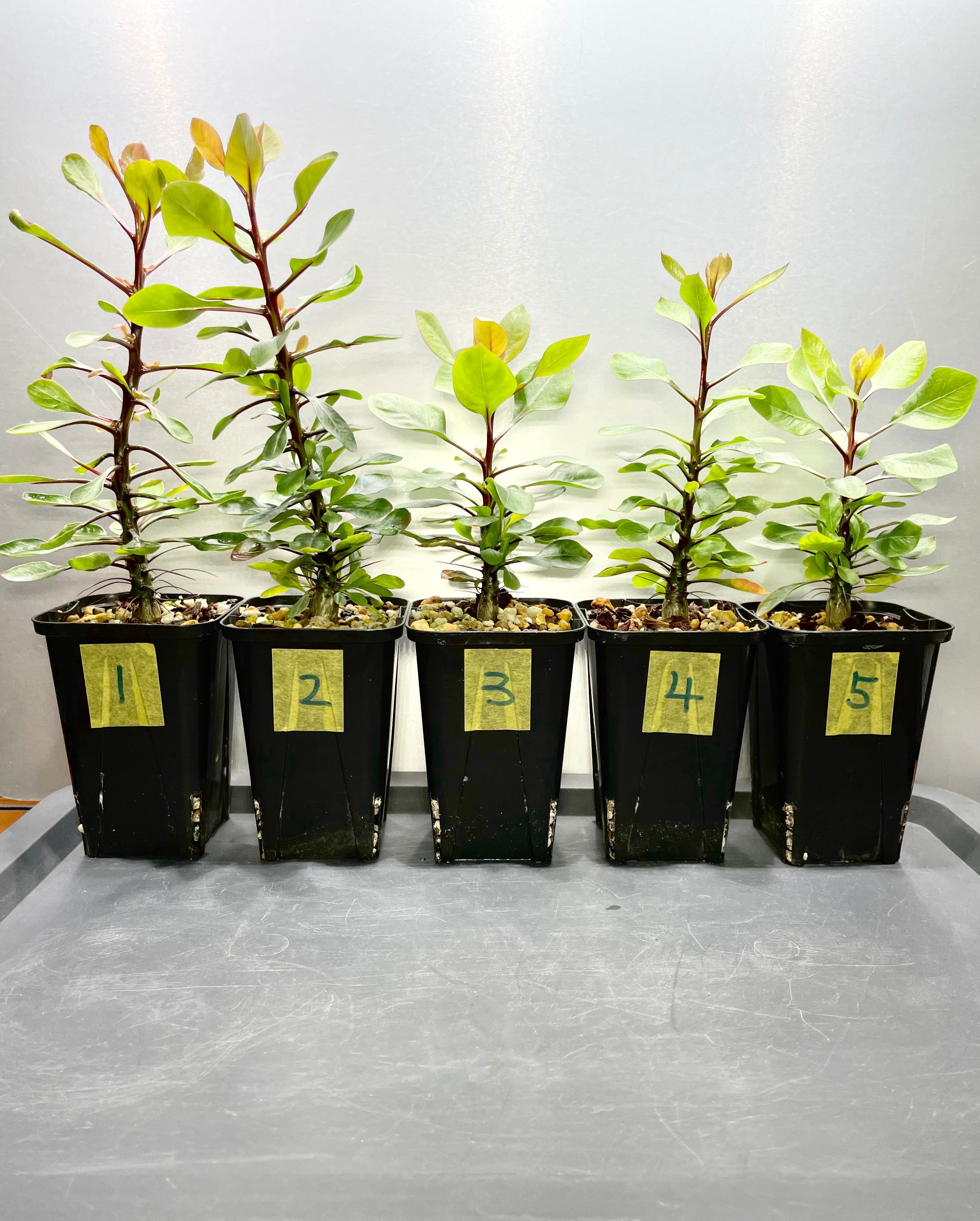 フォークイエリア ファシクラータ実生 | Laidback Days 