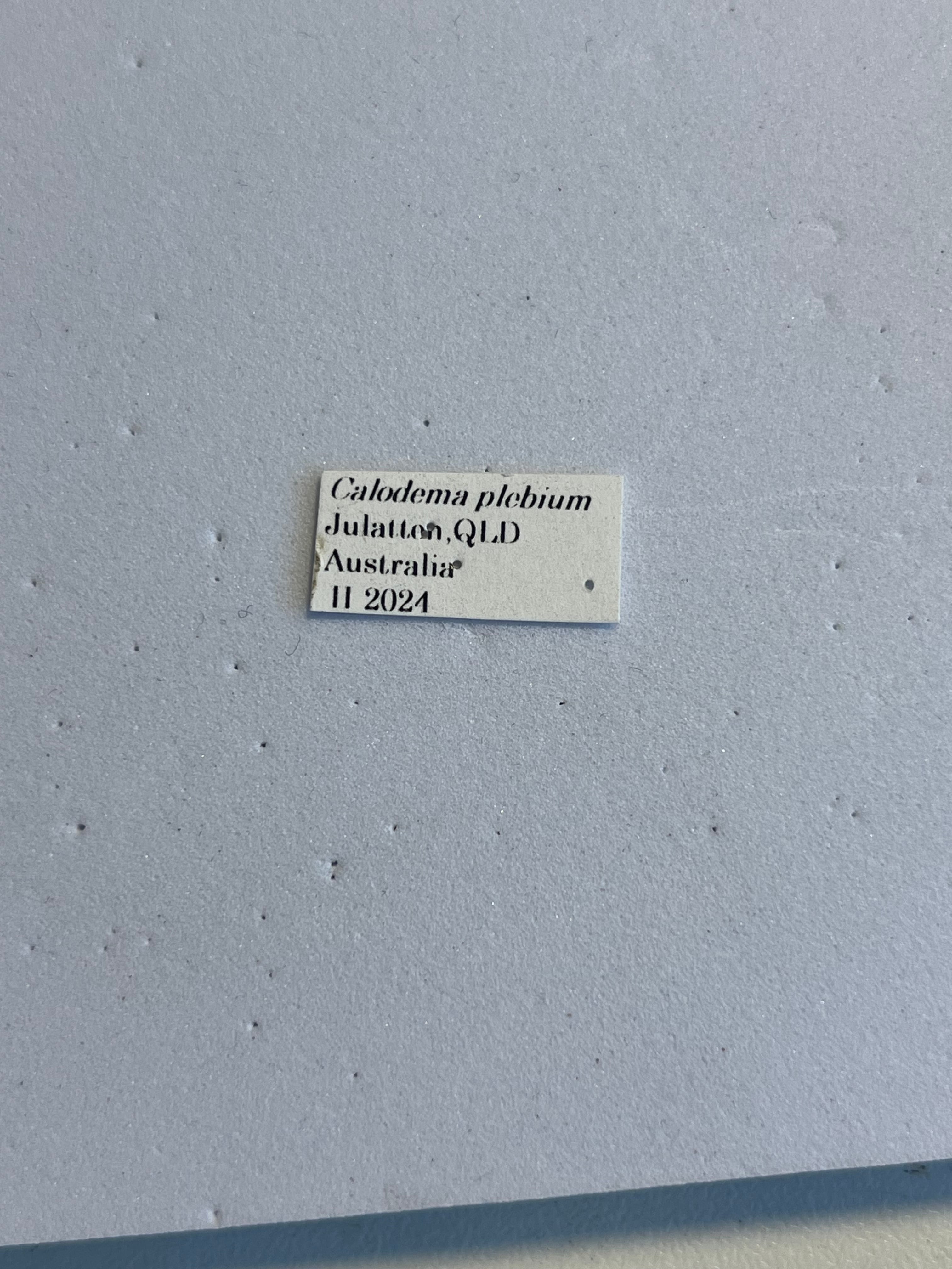 39mm】クロモンベニオウサマムカシタマムシ Calodema plebeia