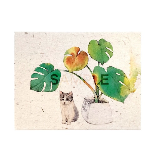 台湾ポストカード 「葉影の仔猫」