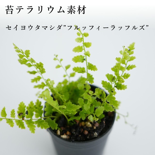 シダ植物 | 苔テラリウム専門ショップ道草