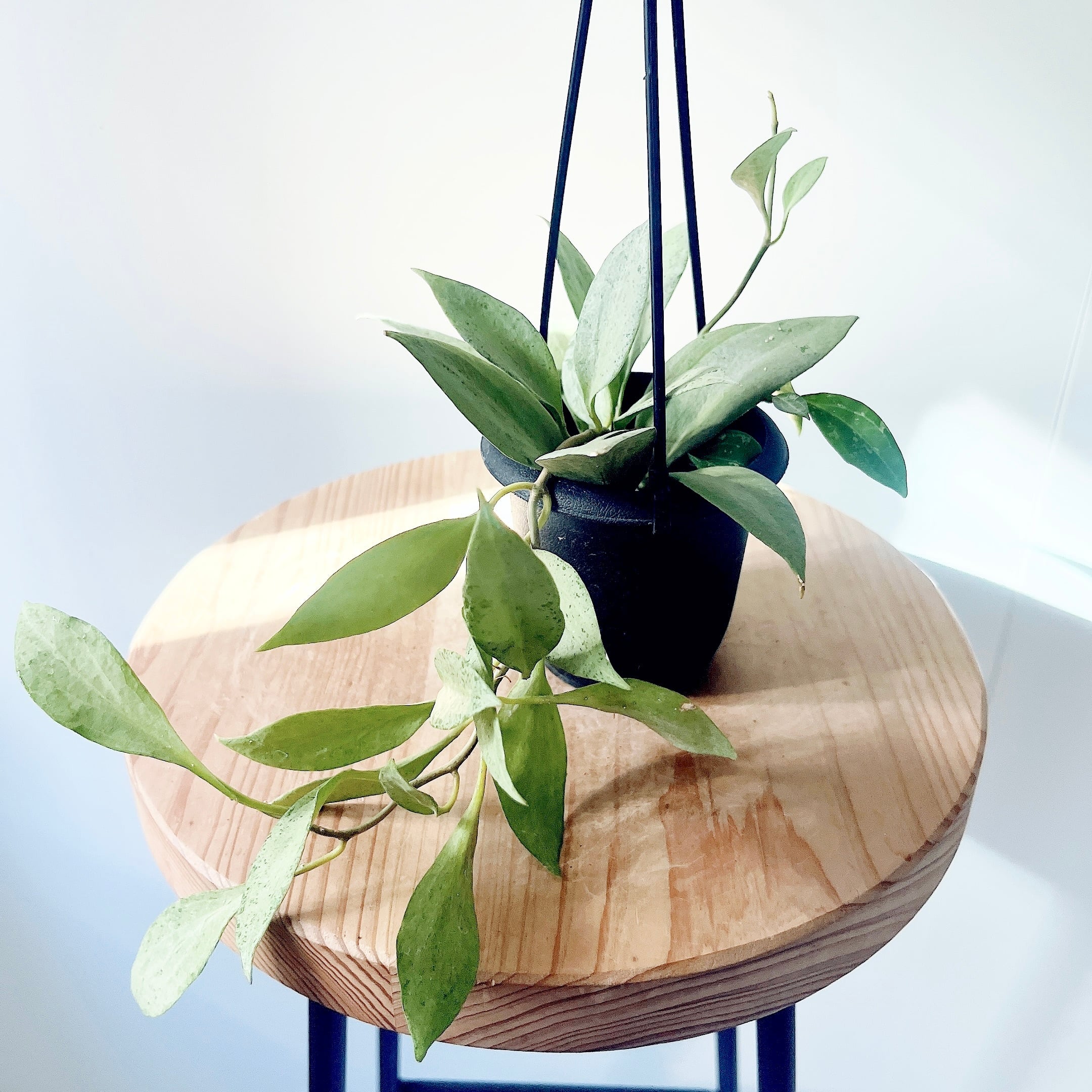 希少》フィカス リラータ イヴォンヌ 斑入り カシワバゴム 3.5号＊calm