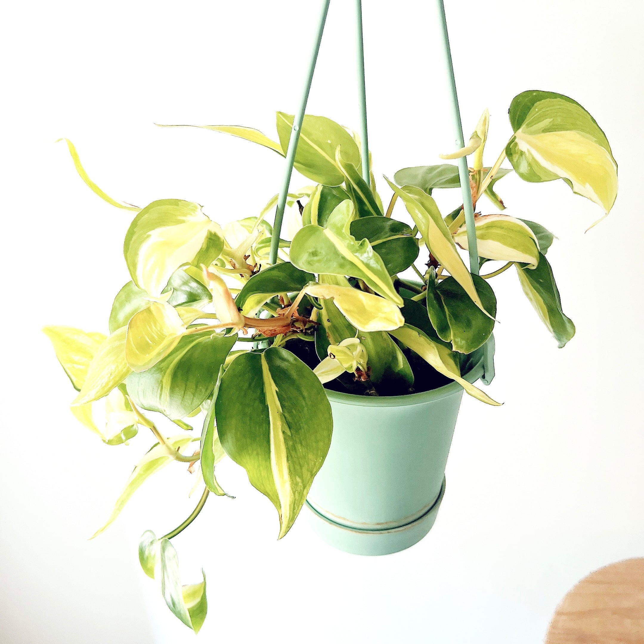 フィロデンドロン クリームスプラッシュ 登録品種 観葉植物 calm cafe