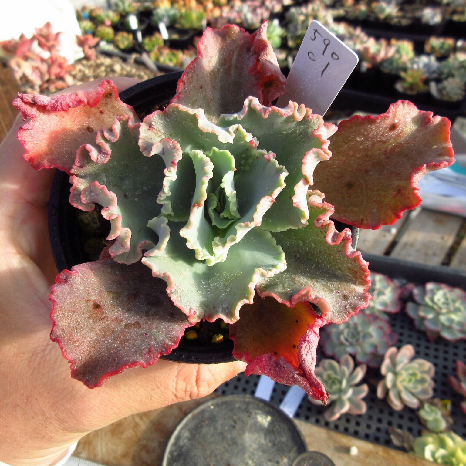 韓国苗 多肉植物 クレオパトラ 【公式通販】