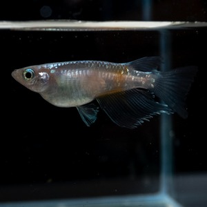 アマテラス（ホワイトタイプ） リアルロングフィン （3匹、現物出品）　