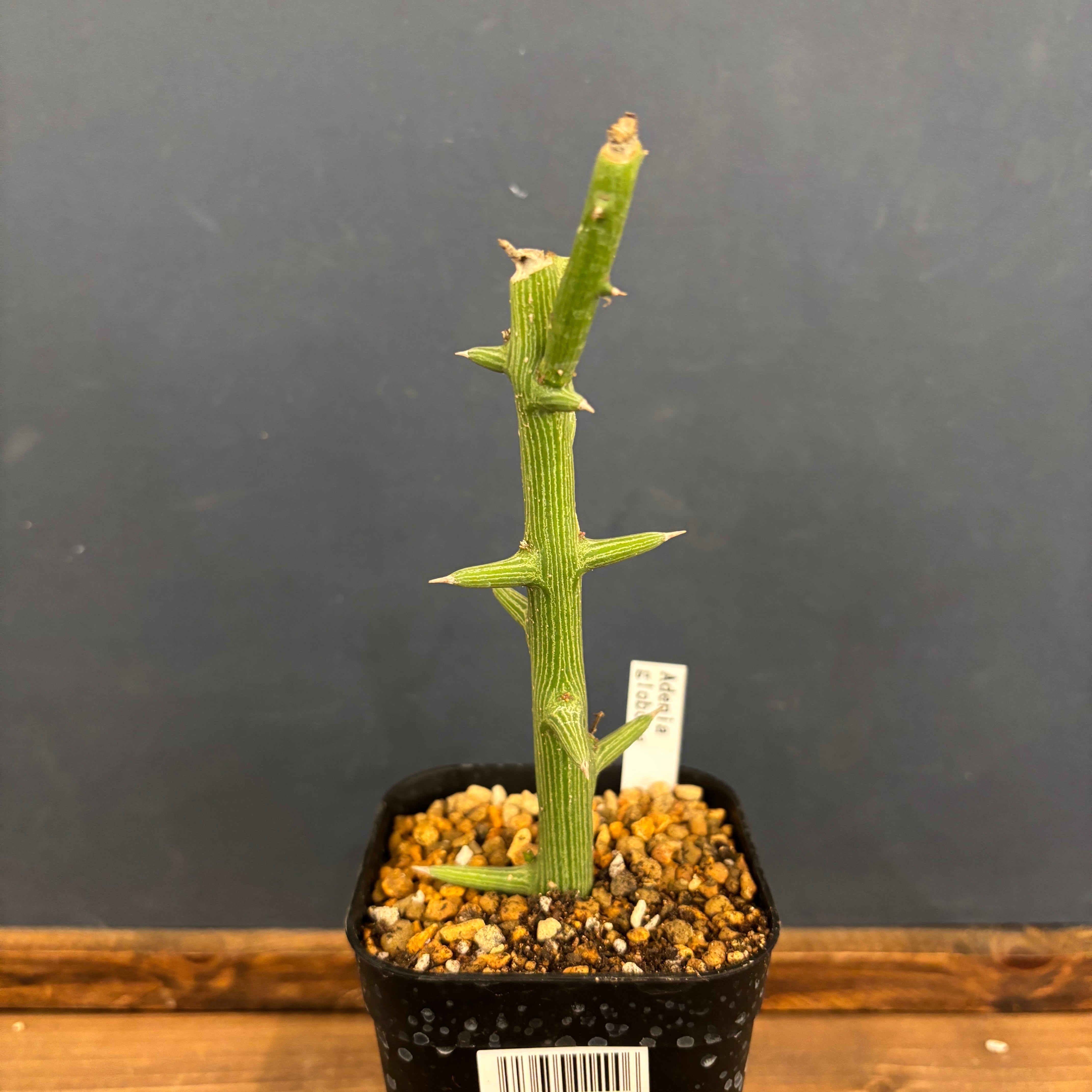 アデニア グロボーサ 挿し木【1065】